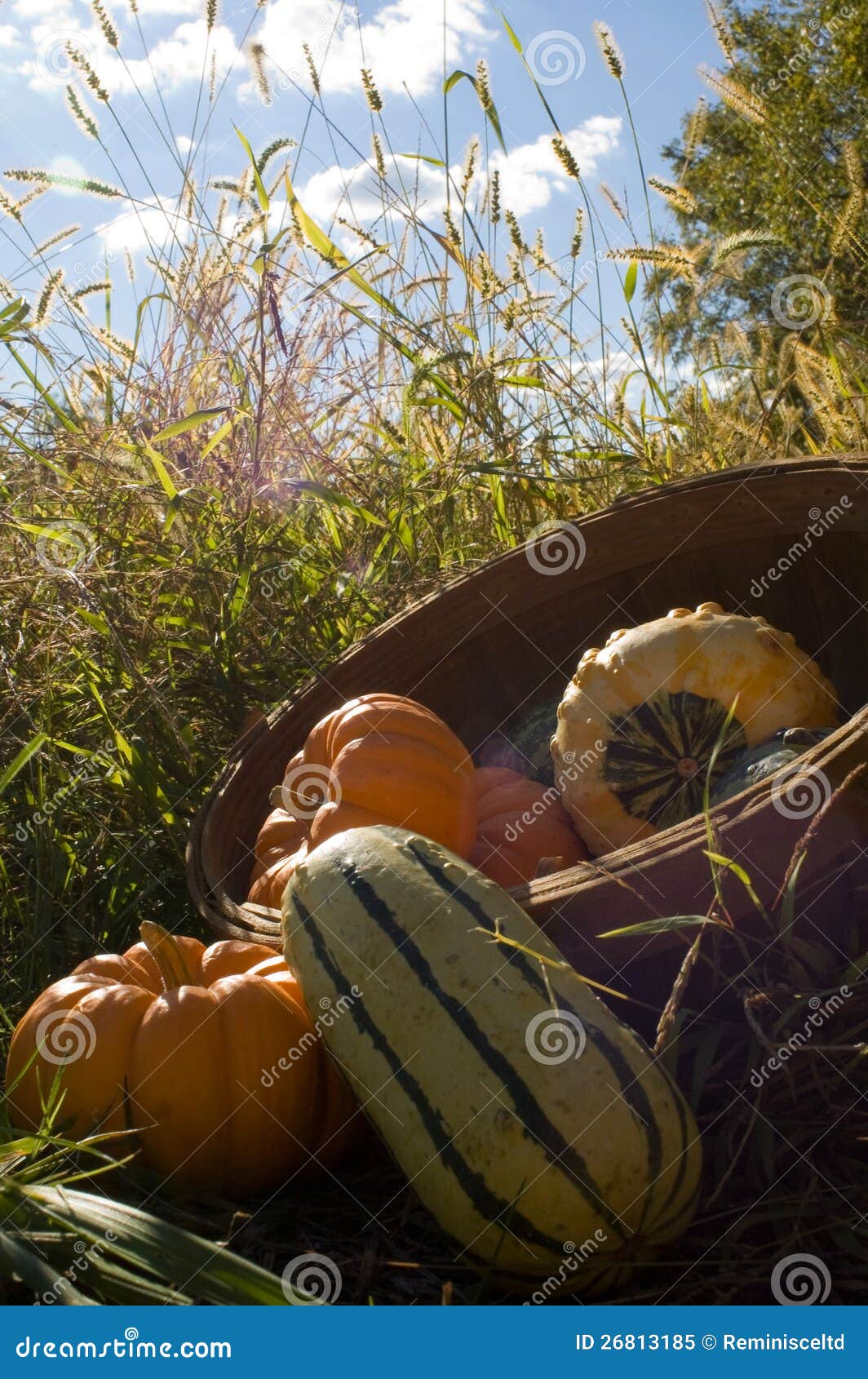 Basket of gourds stock image. Image of field, grasses 26813185