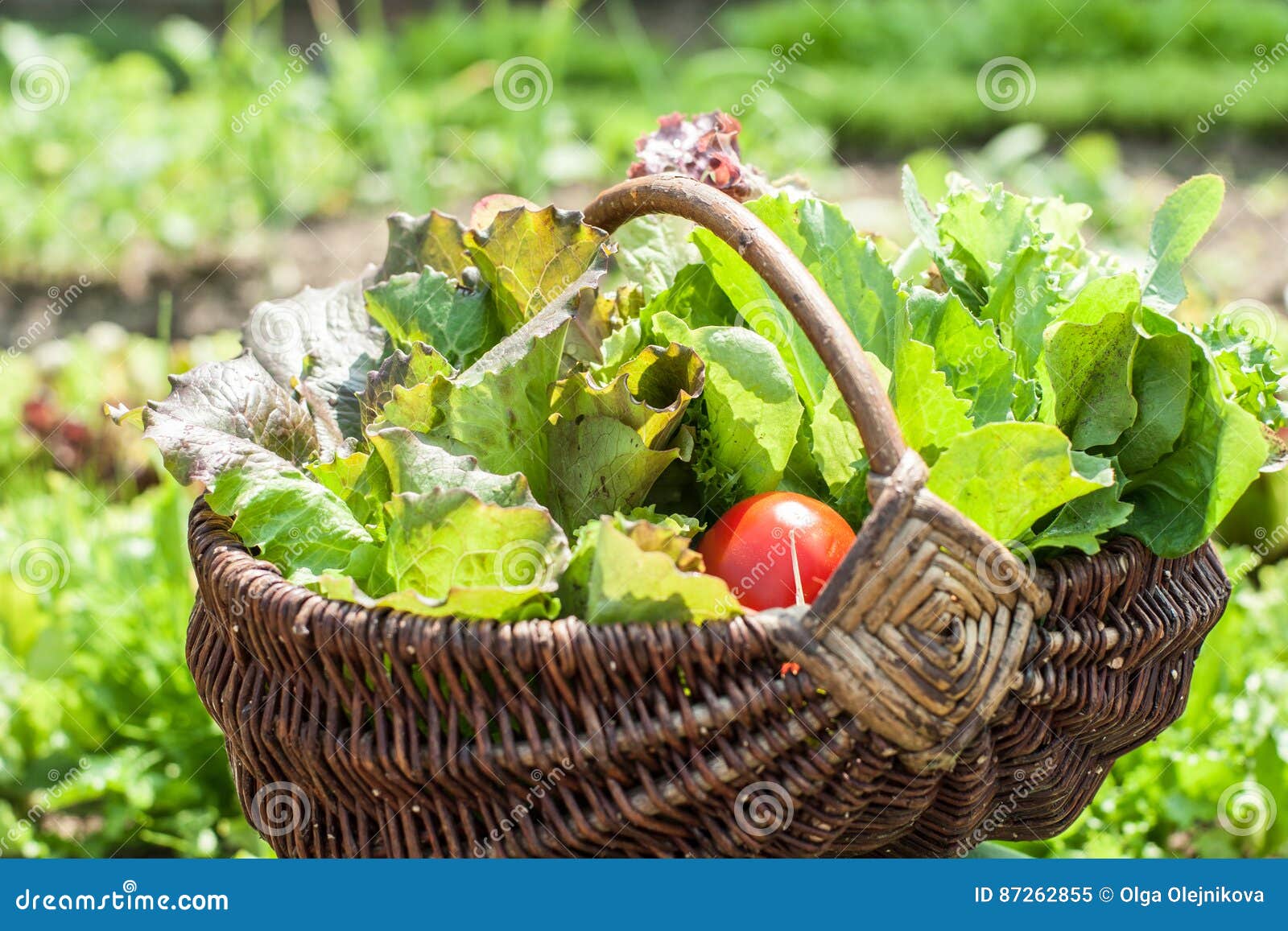 Basket with greens stock image. Image of nature, harvest 87262855