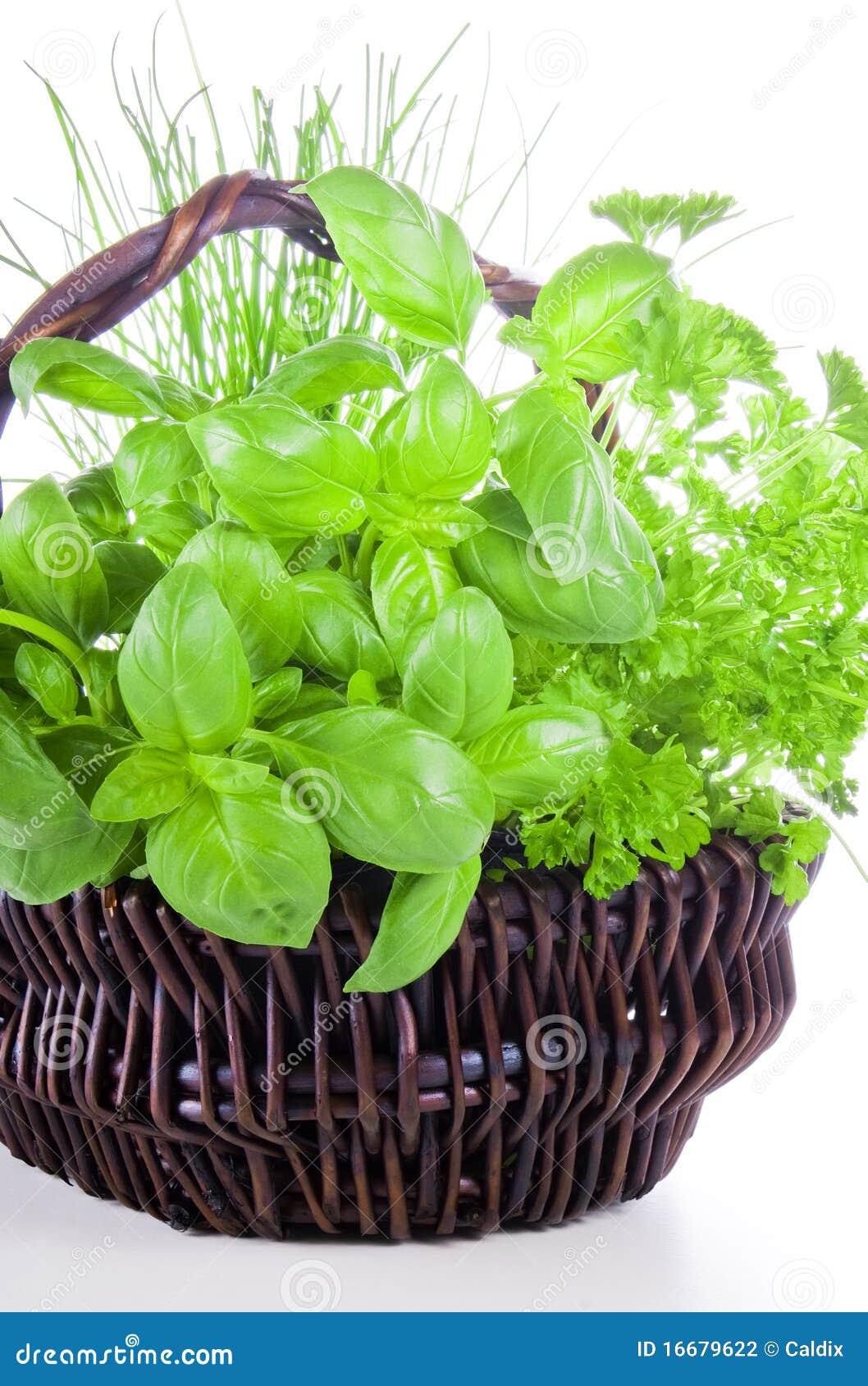 Basket of herbs stock photo. Image of fresh, gastronomy 16679622