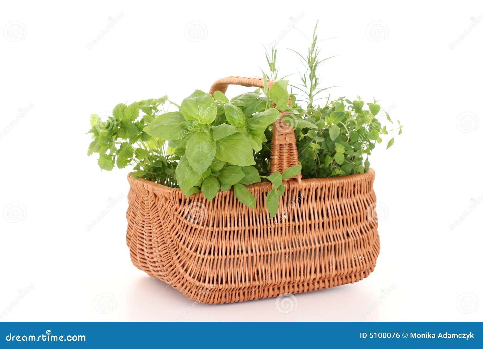 Basket of herbs stock photo. Image of garden, basil, kitchen 5100076