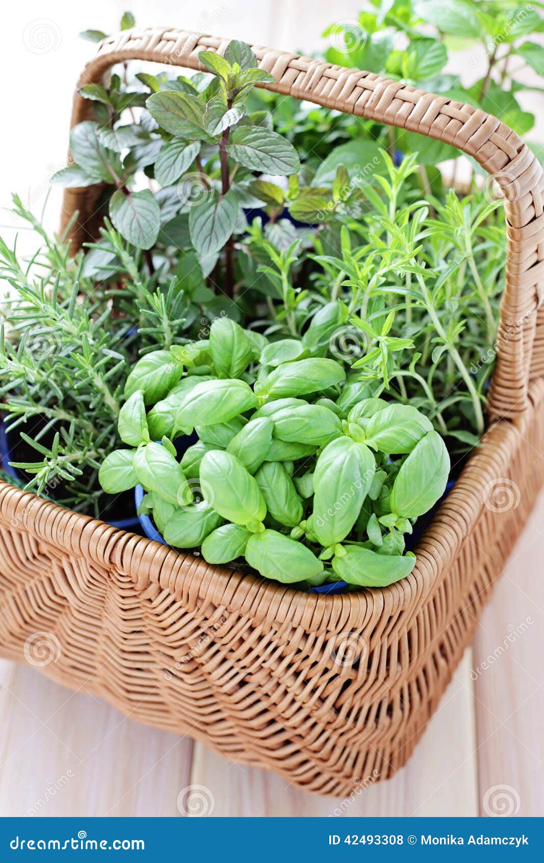 Basket of herbs stock photo. Image of basket, mint, herbal 42493308