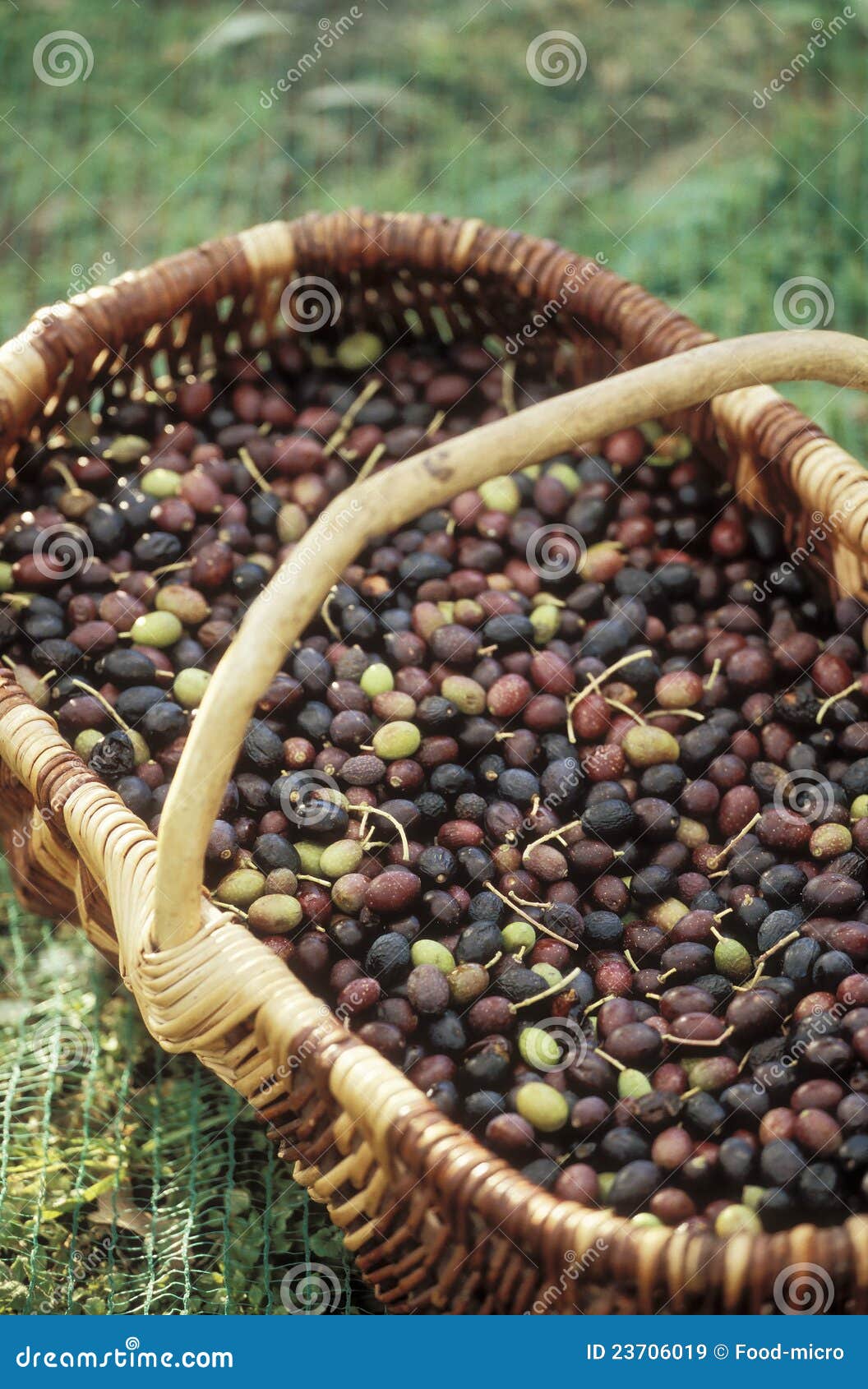 Basket of olives stock image. Image of green, fruit, outdoors 23706019