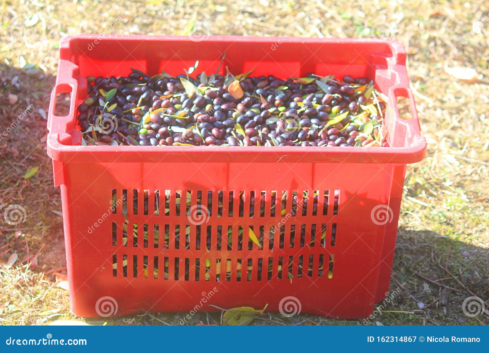 Basket of Olives during the Olive Harvesting Stock Image Image of