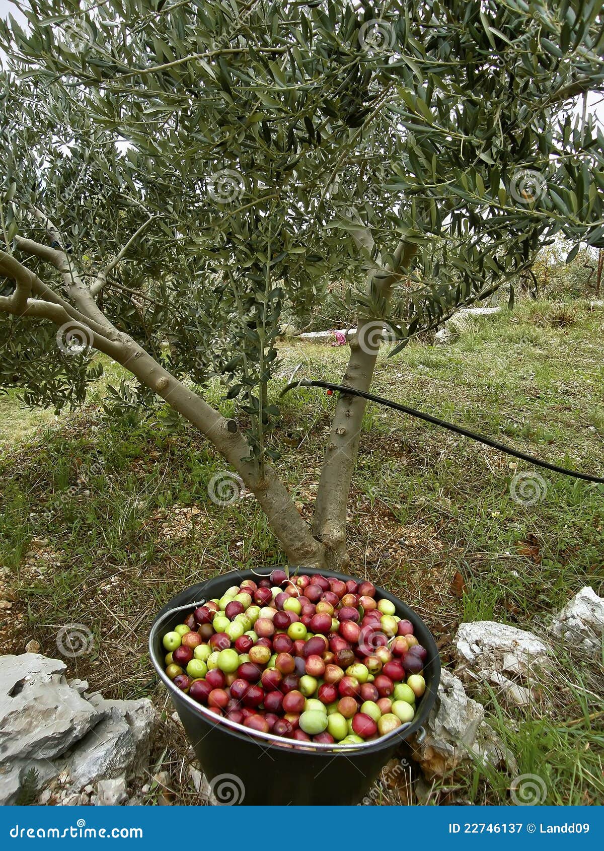 Basket, olives and tree stock image. Image of collecting 22746137