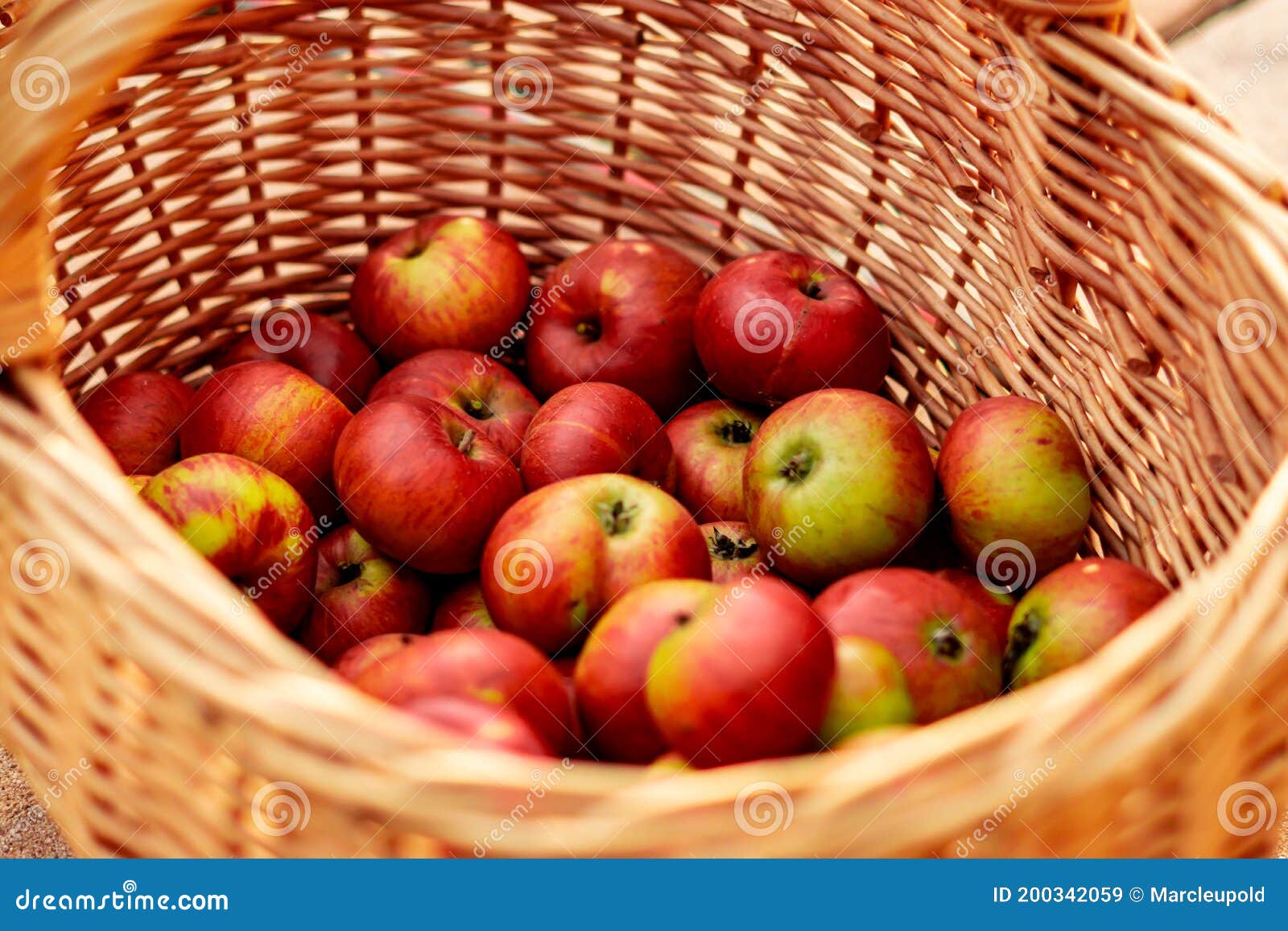 Apple Basket Basket Full of Red Apples Stock Image Image of juicy
