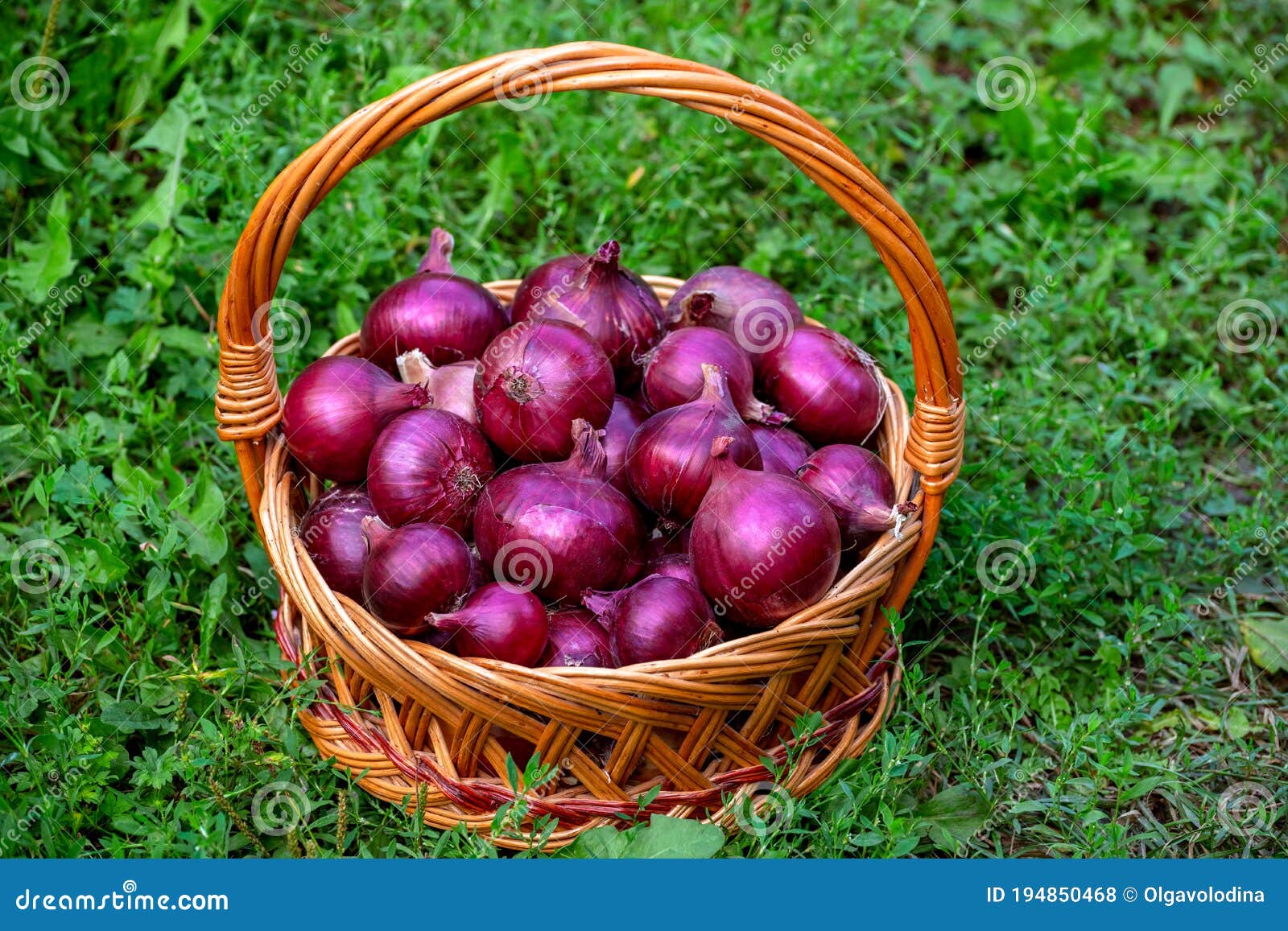 Basket with Red Onions Stands in the Grass Stock Photo Image of