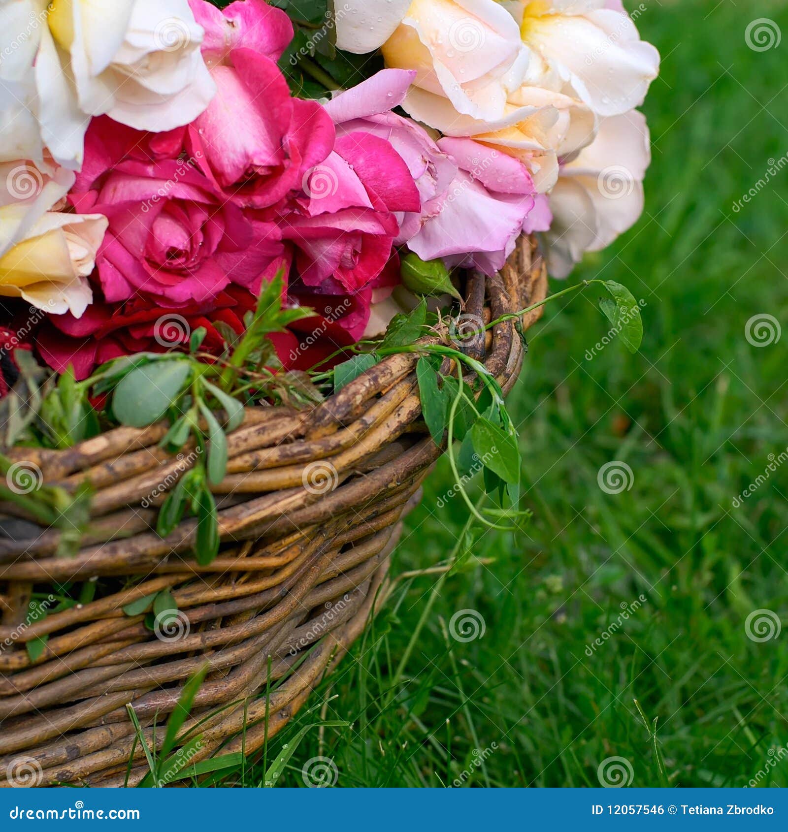 Basket of Roses stock photo. Image of decoration, spliced 12057546