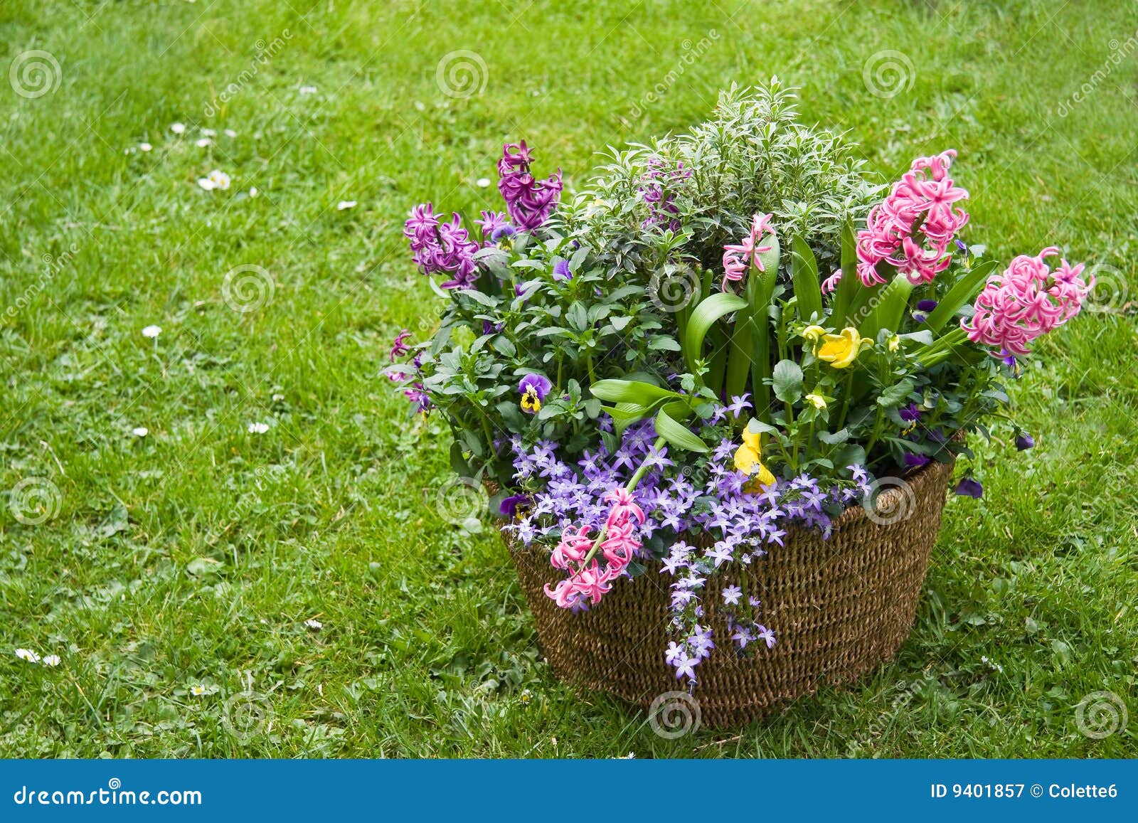 Basket with Spring Flowers in the Garden Stock Image Image of basket