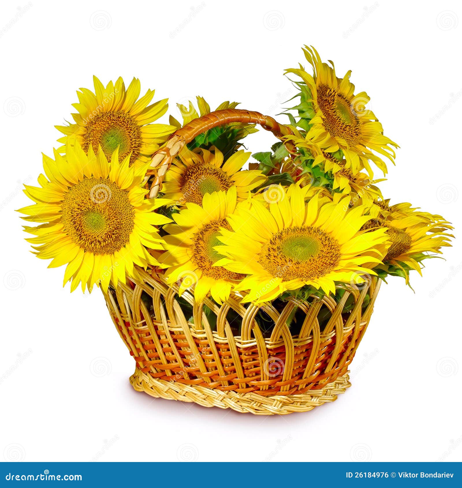 Basket of sunflowers stock photo. Image of green, park 26184976