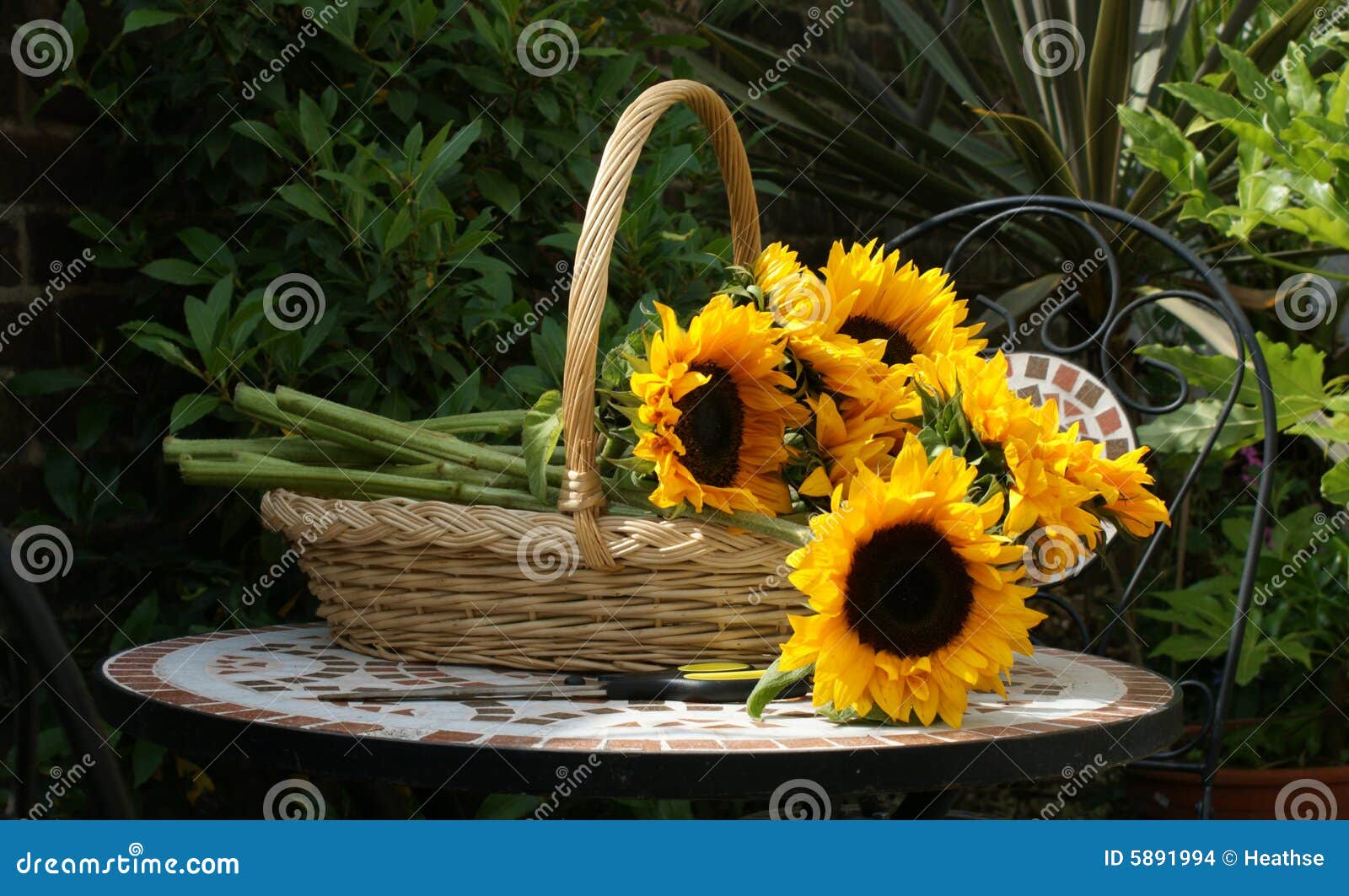 Basket of Sunflowers stock photo. Image of fresh, chair 5891994
