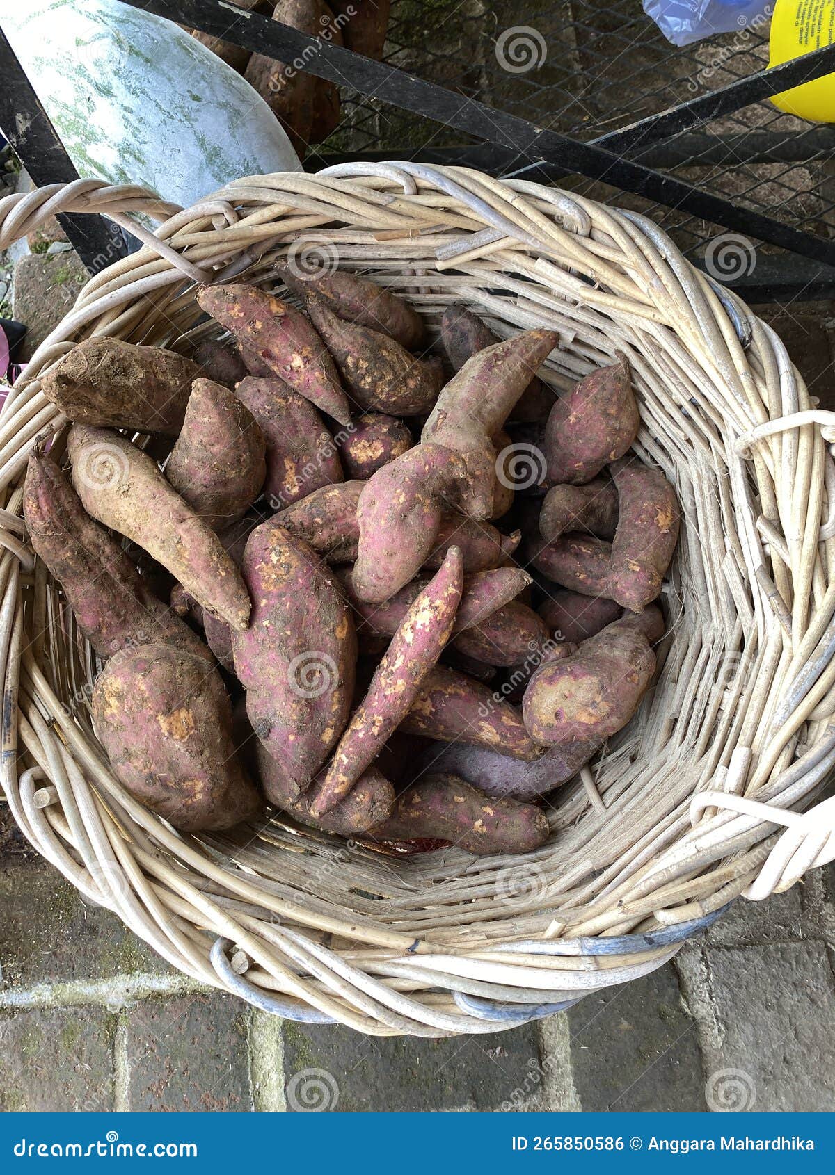 Basket with sweetpotato stock photo. Image of tubers 265850586