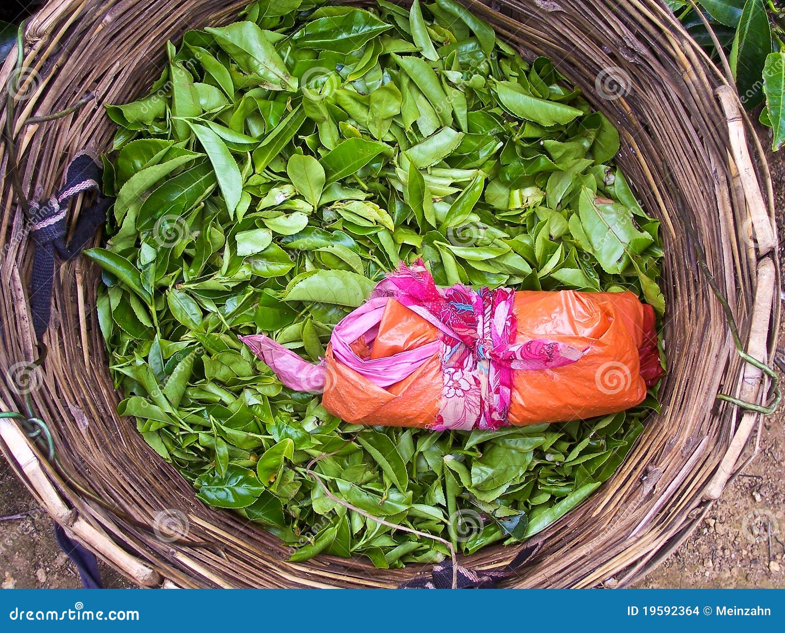 Basket of a Tea Pickering with Tea Stock Photo Image of lanka, field