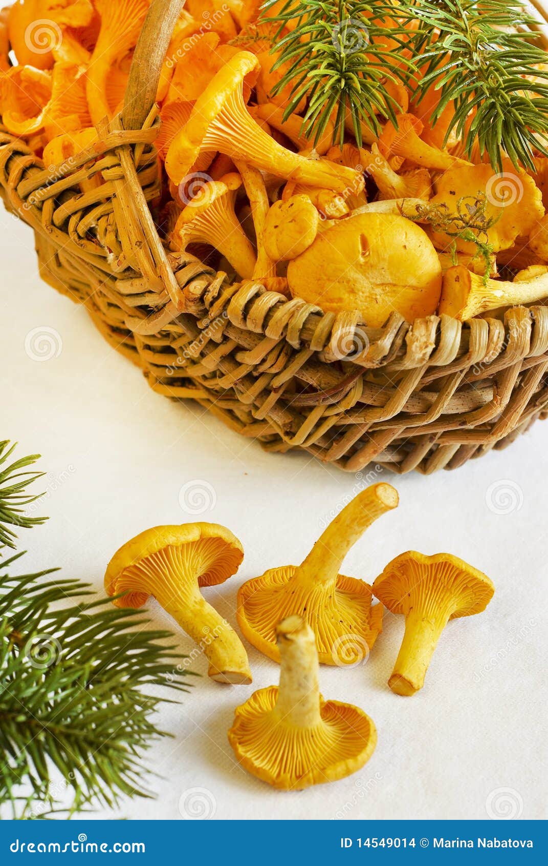 Basket with Young Chanterelle Stock Photo Image of healthy, kitchen