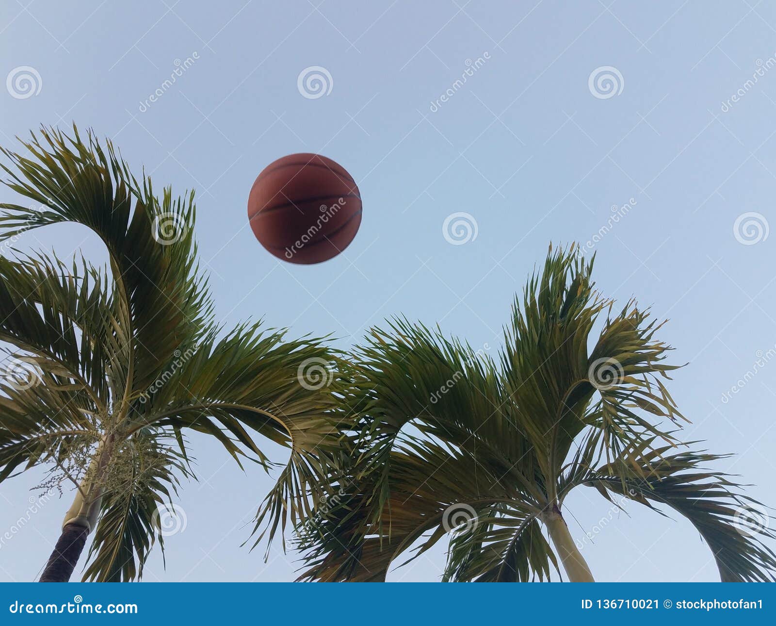 Basketball in the Air with Palm Trees Stock Image Image of thrown