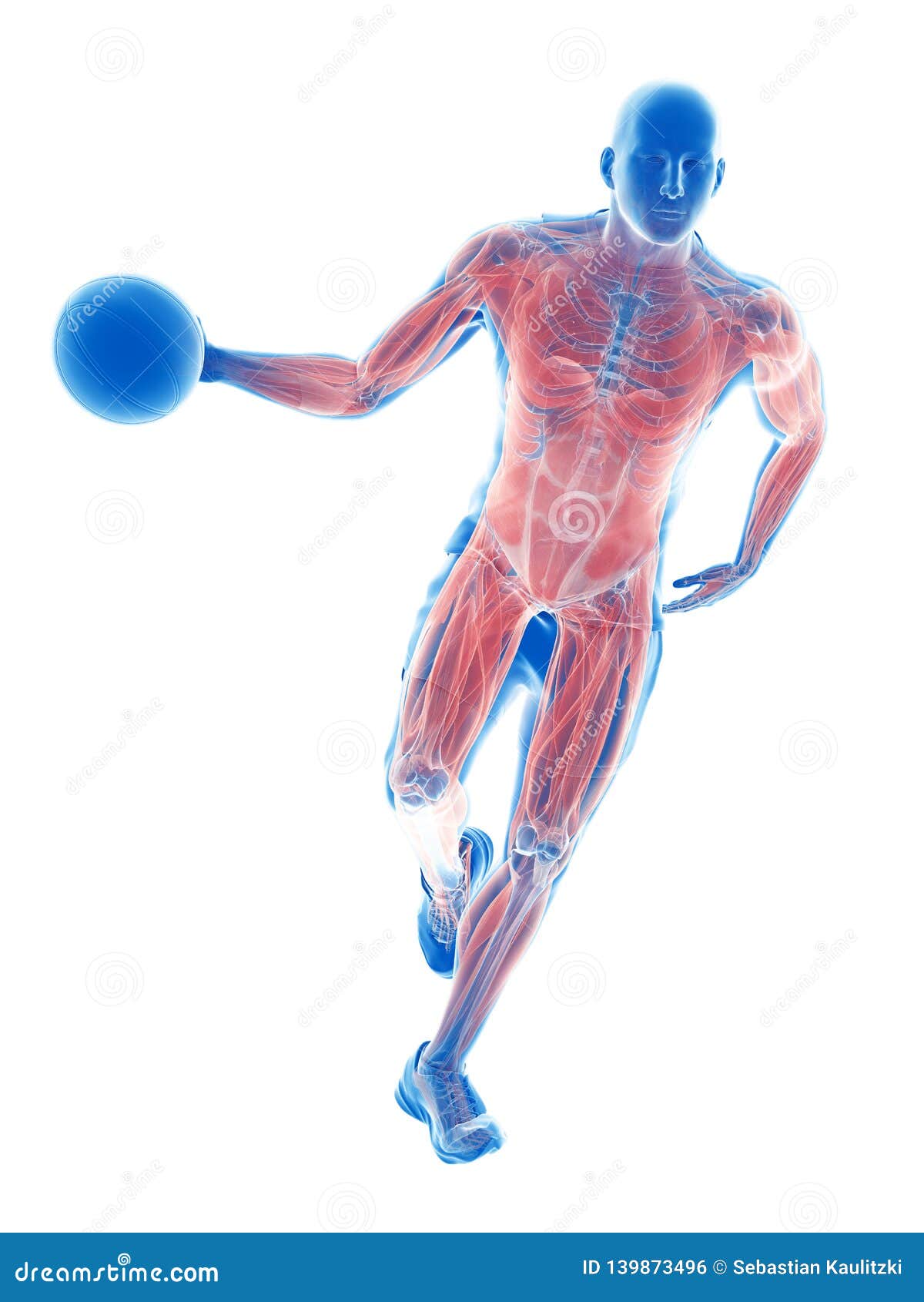 A Basketball Players Muscles Stock Illustration - Illustration of