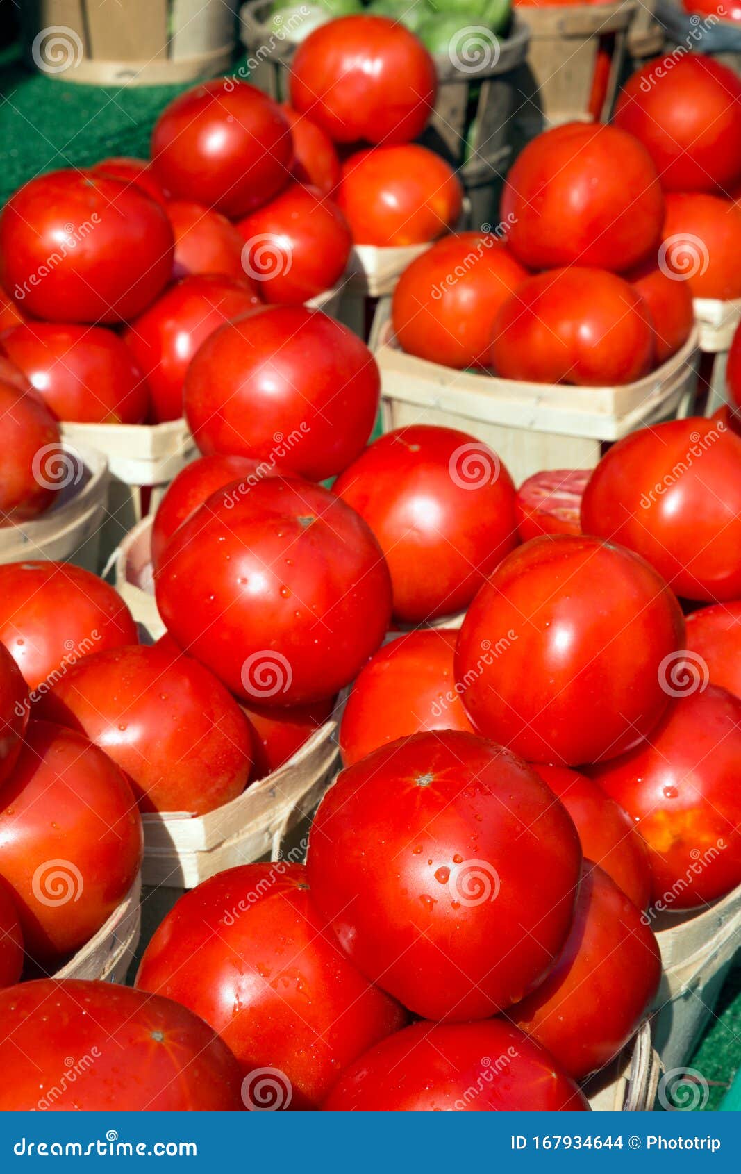 Baskets of Bright Red Tomatoes in Sunlight are Sprinkled with Raindrops