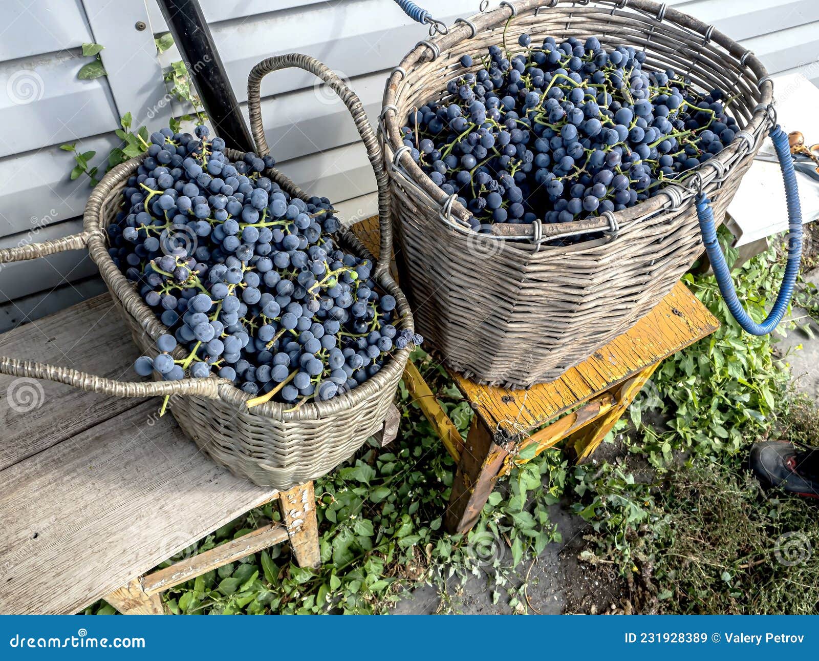 Baskets with Grapes Near the Grape Bush Stock Image Image of organic