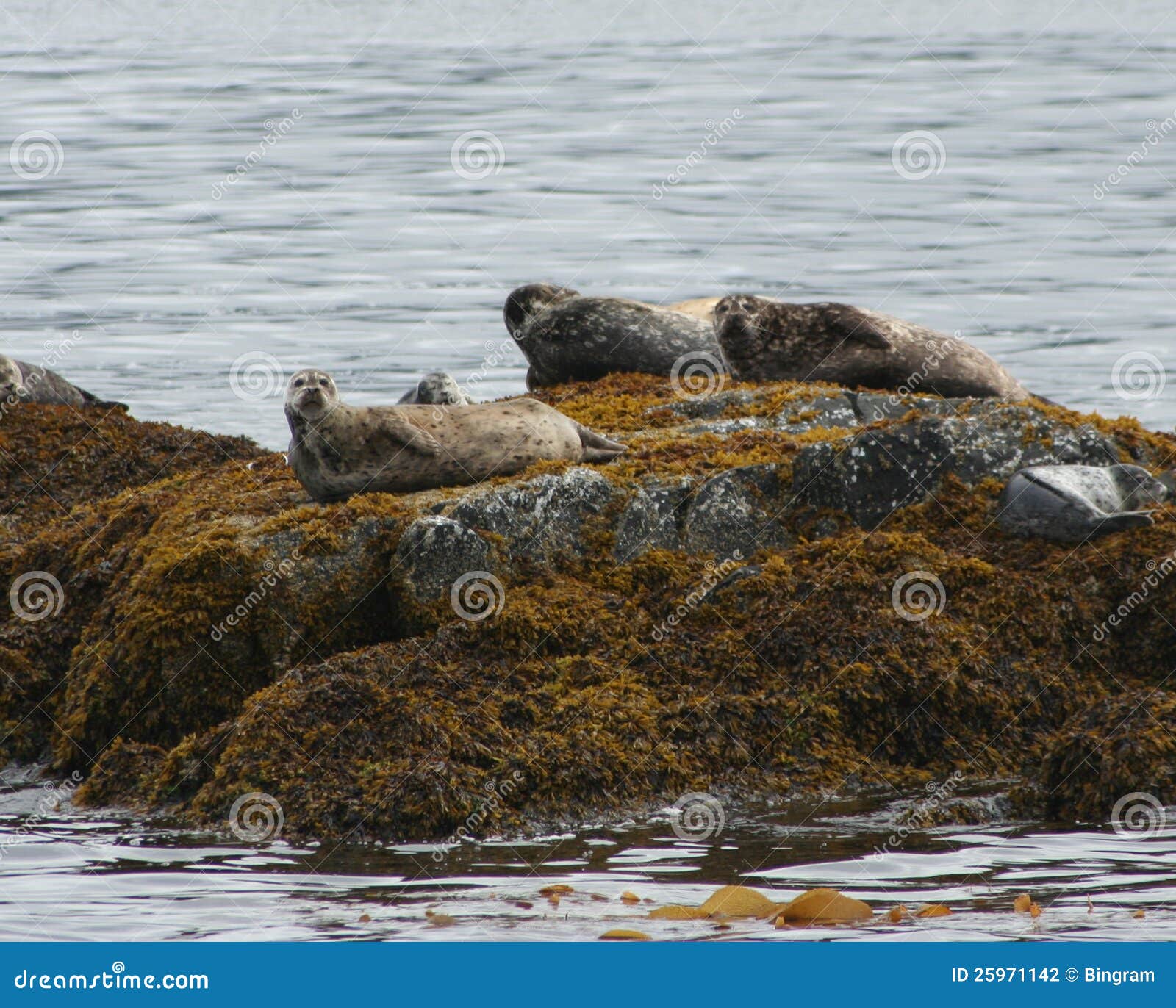 Basking on the rocks stock photo. Image of bask, life 25971142