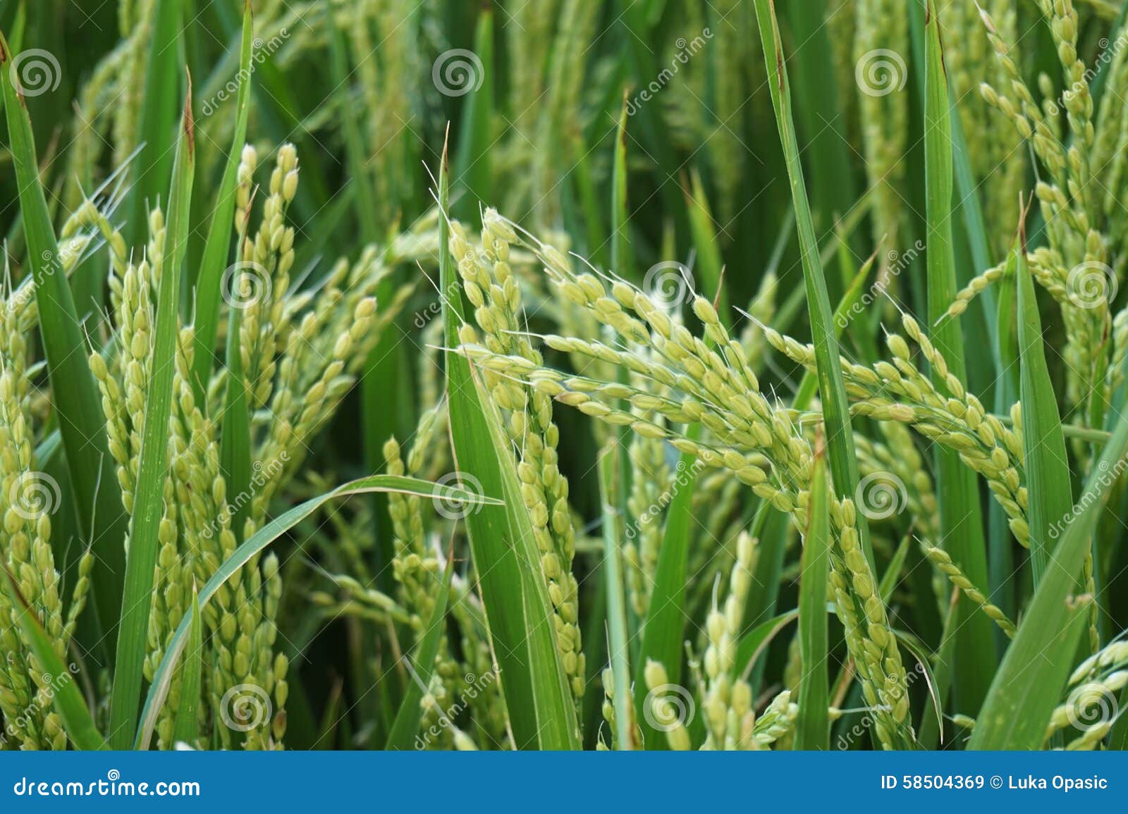 Basmati Rice Crop Stock Image Image Of Cultivation Seed 58504369 basmati-rice-crop-stock-image-image-of-cultivation-seed-58504369