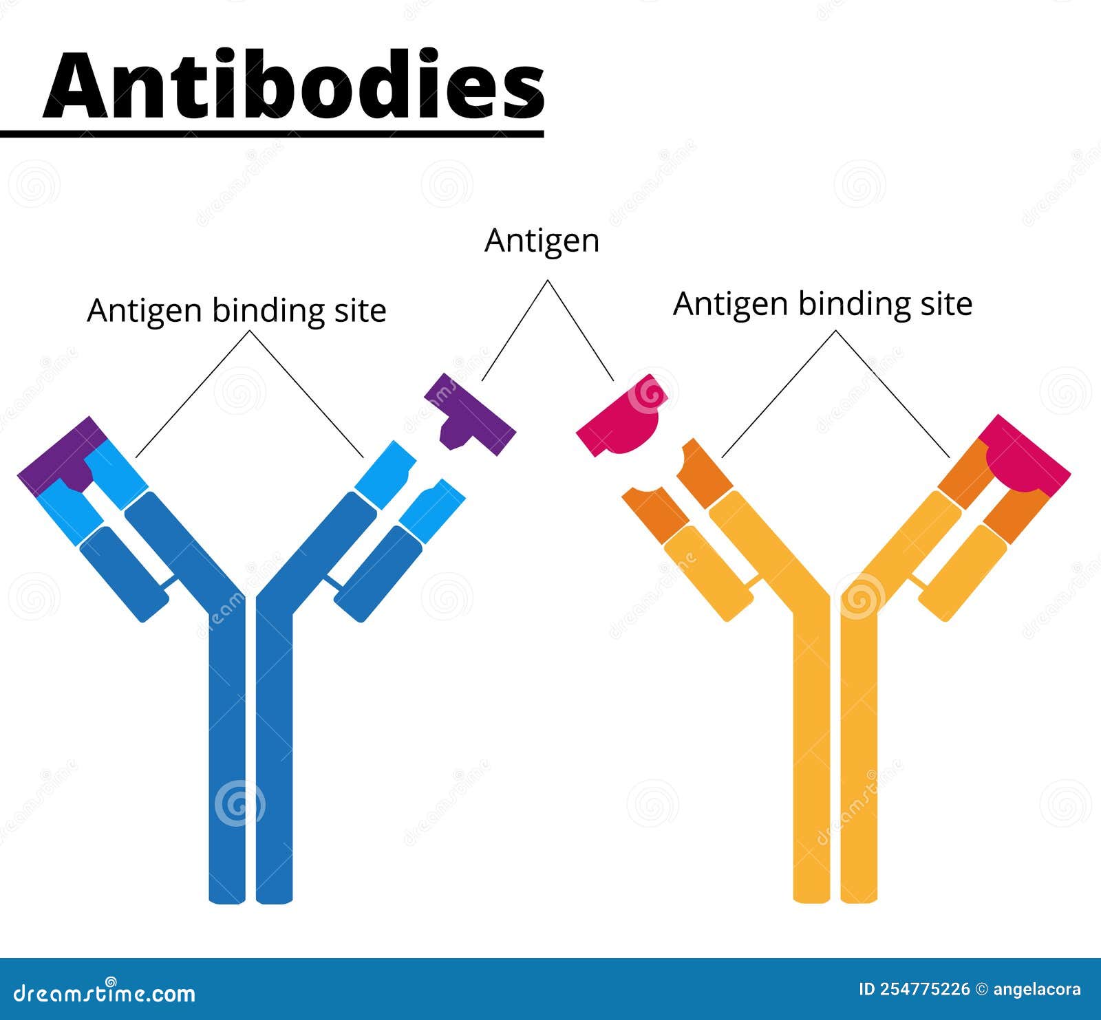 Each Antibody Binds To A Specific Antigen; An Interaction Similar To A