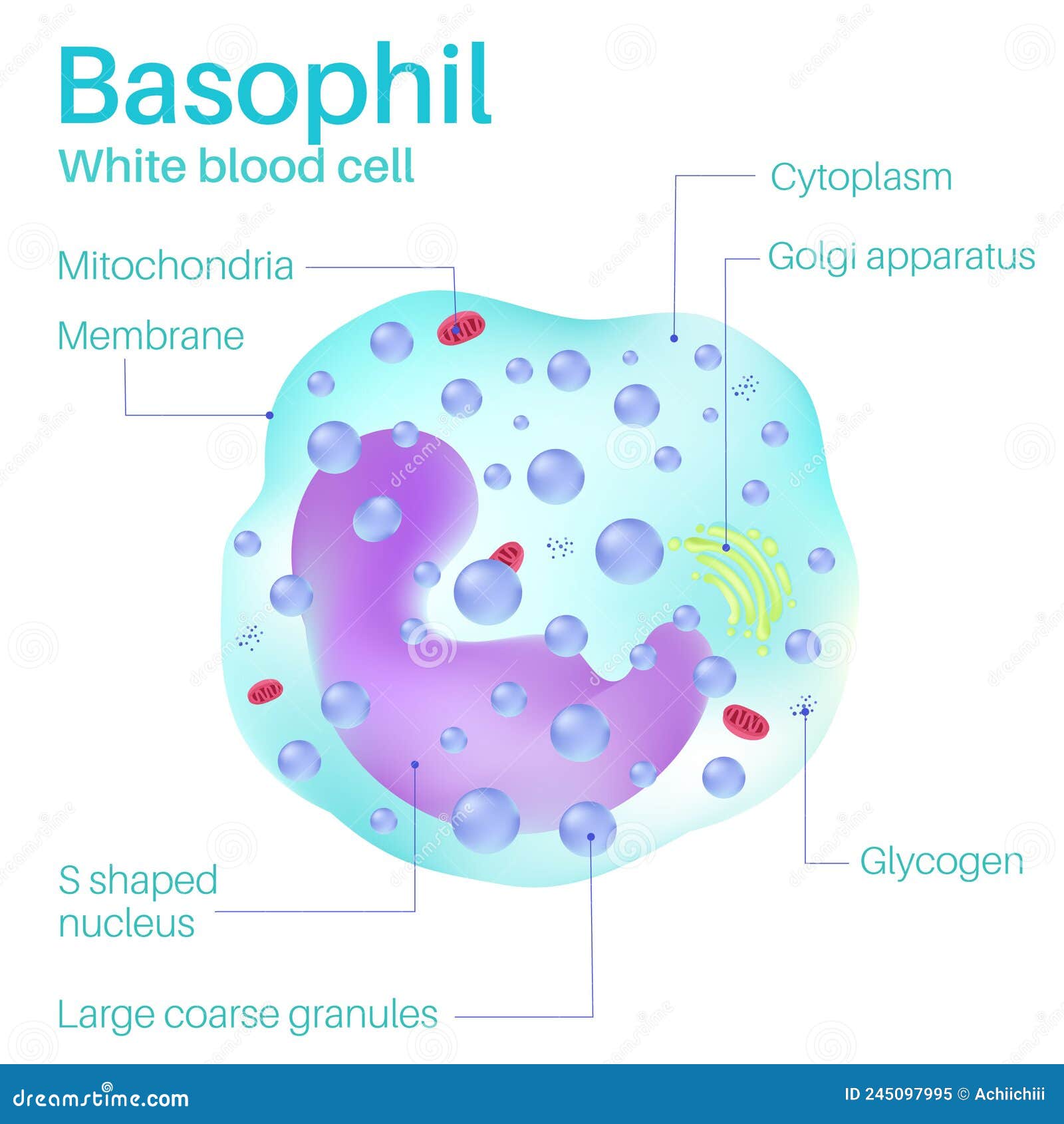 white blood cell parts