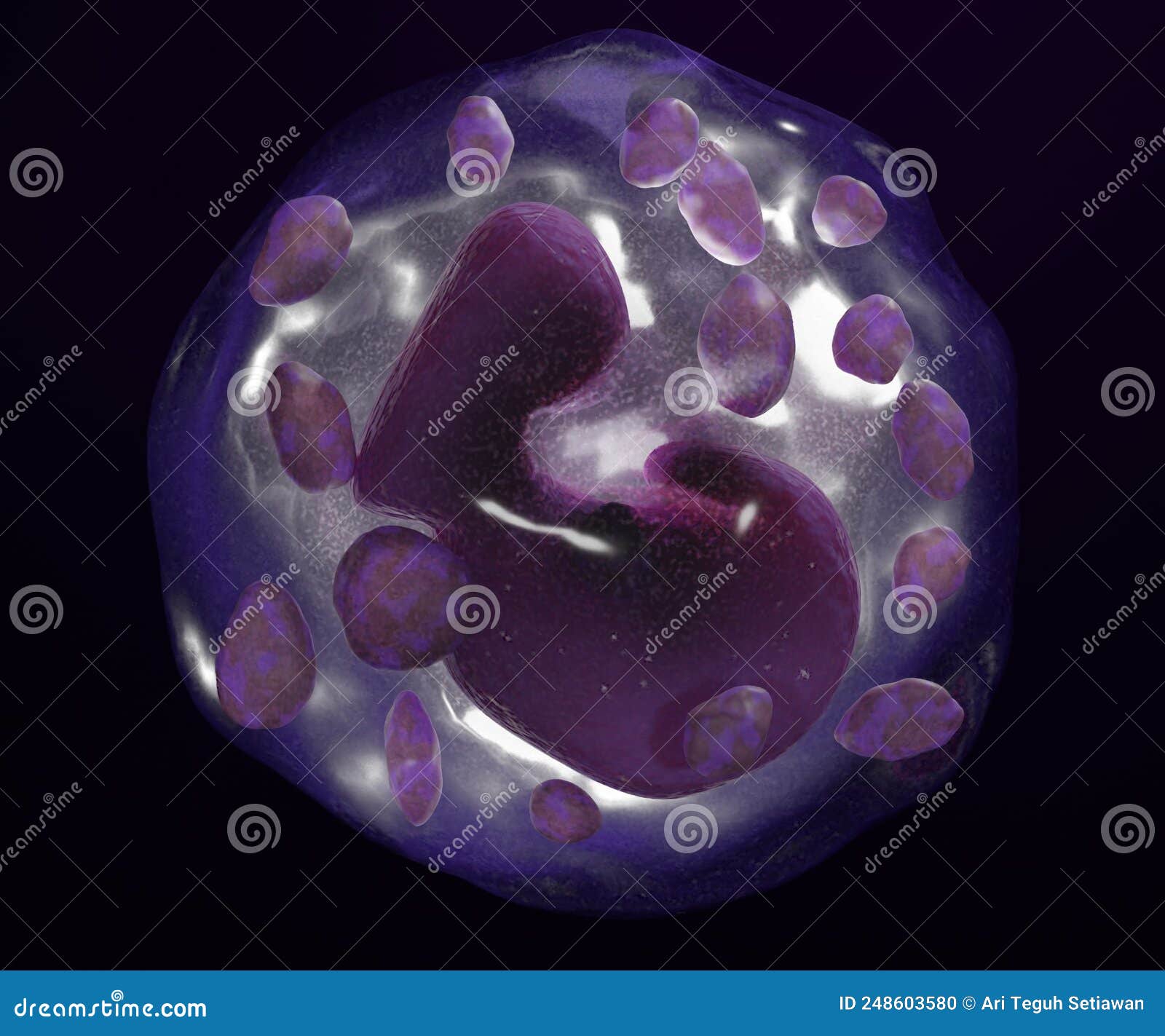 the basophils are a type of white blood cell