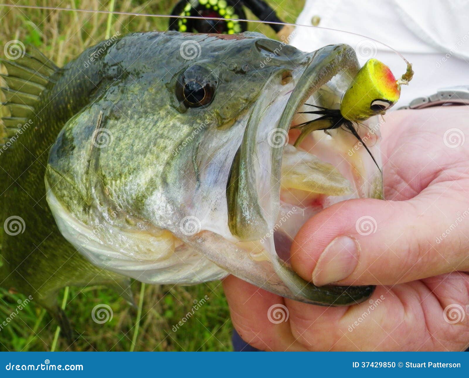 bass caught on fly