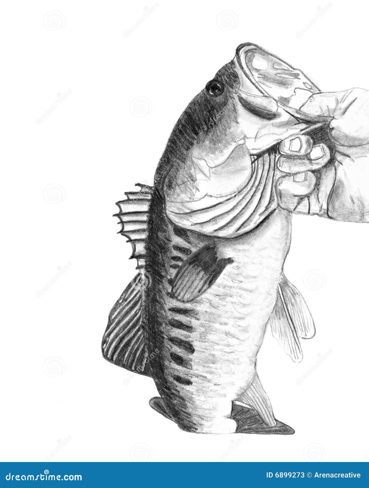 Bass Fish Drawing Stock Illustrations – 2,123 Bass Fish Drawing Stock  Illustrations, Vectors & Clipart - Dreamstime