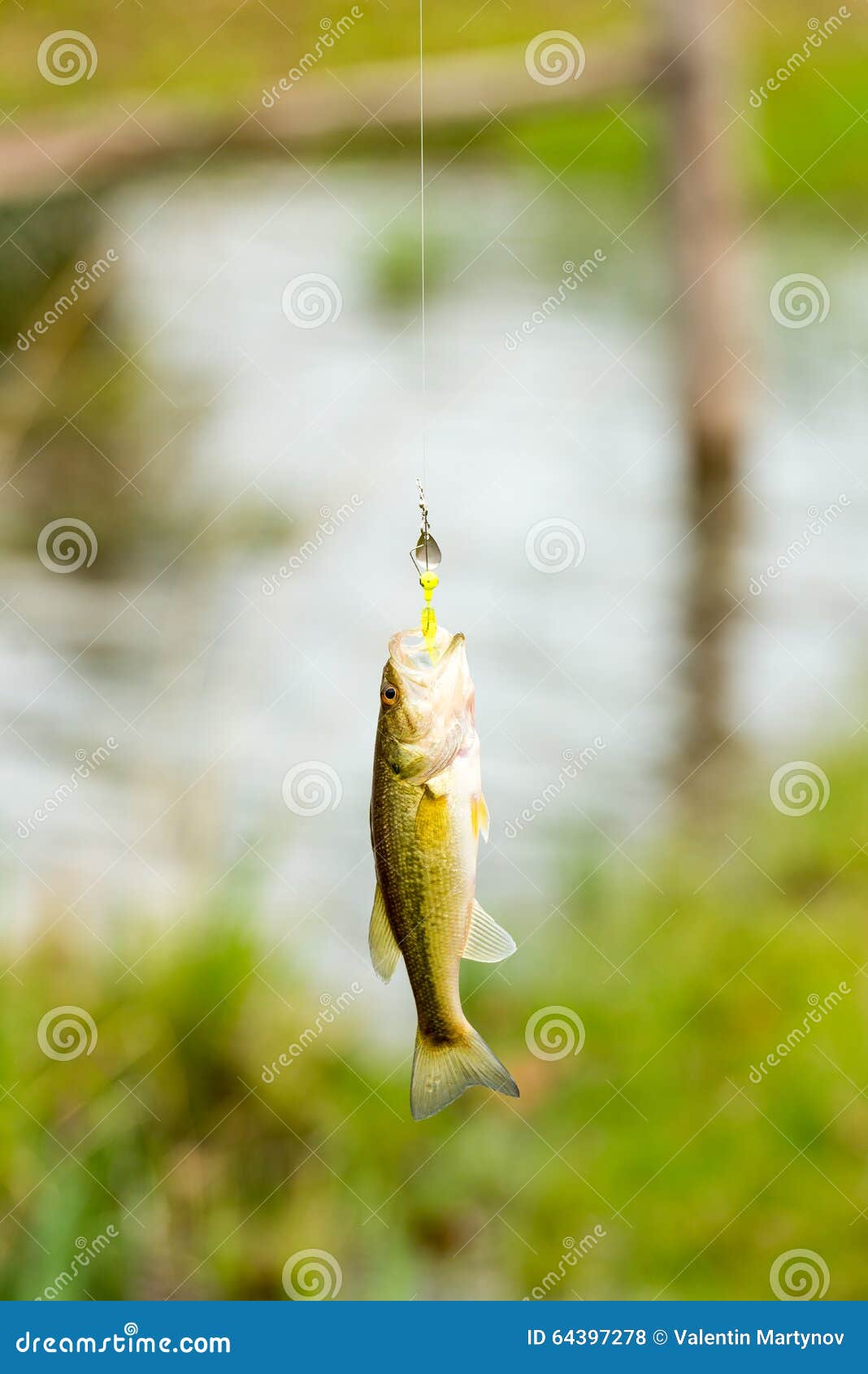 Caught fish hanging at fishing line Stock Photo, Fish Line For Hanging