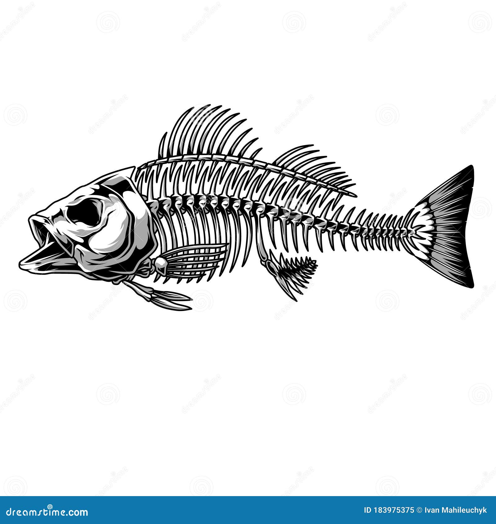 https://thumbs.dreamstime.com/z/bass-fish-skeleton-monochrome-concept-vintage-style-isolated-vector-illustration-bass-fish-skeleton-monochrome-concept-183975375.jpg