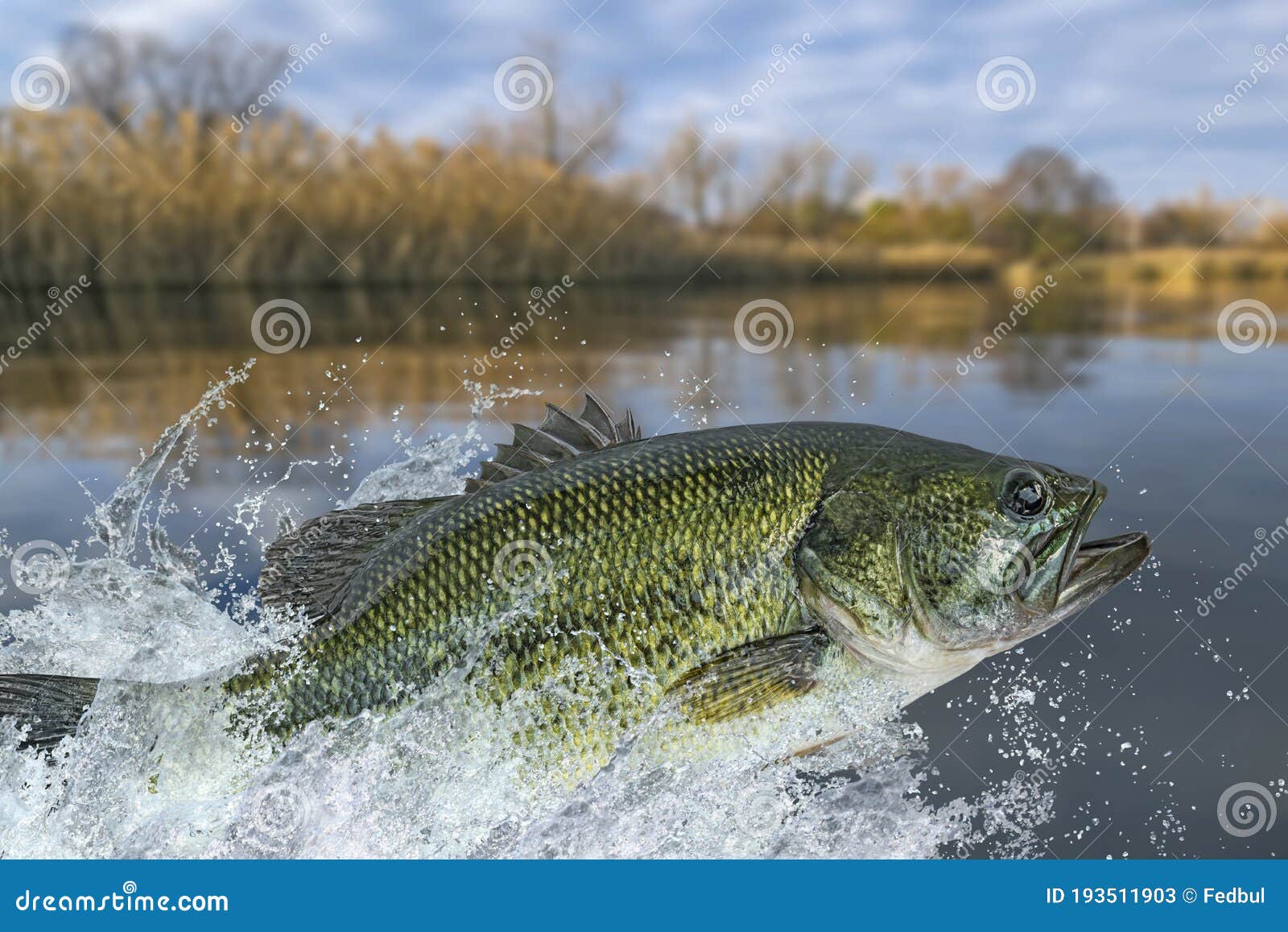 Largemouth Bass Fish Jumping Stock Photos - Free & Royalty-Free Stock  Photos from Dreamstime