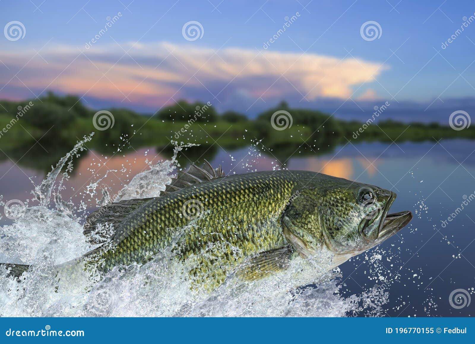 Bass Fishing. Largemouth Perch Fish Jumping with Splashing in Water Stock  Image - Image of black, freshwater: 196770155