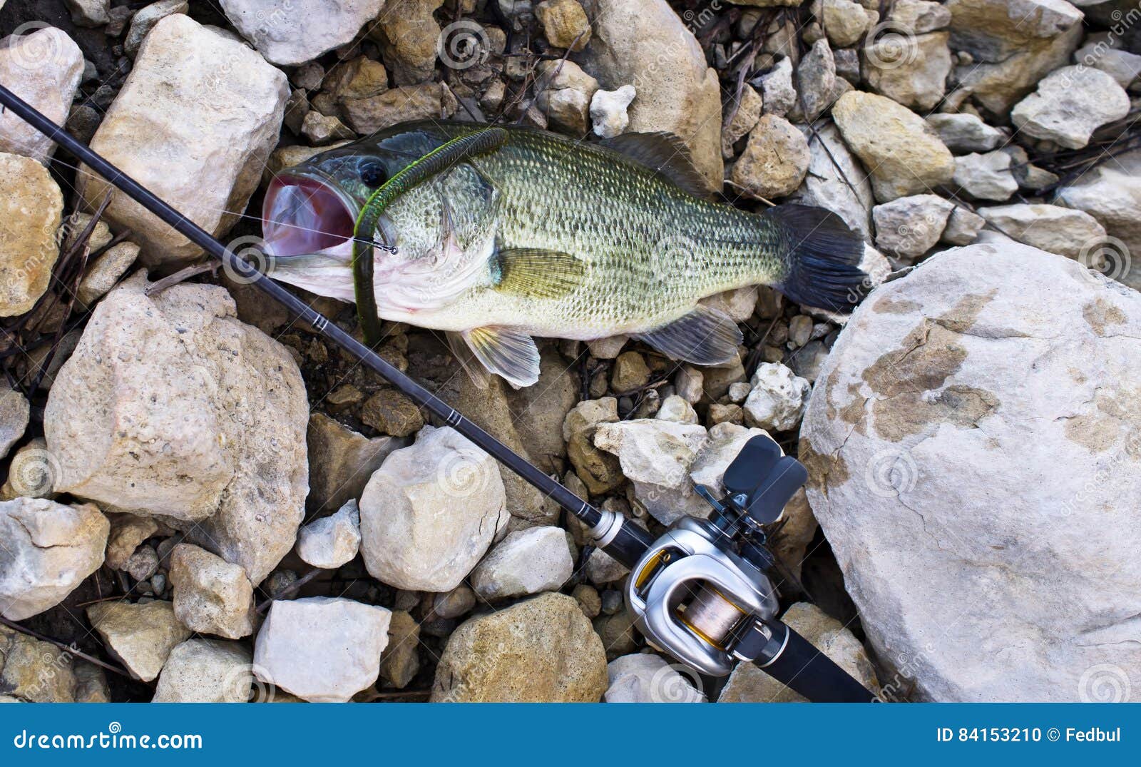 Bass with worm stock photo. Image of land, outdoors, large 84153210