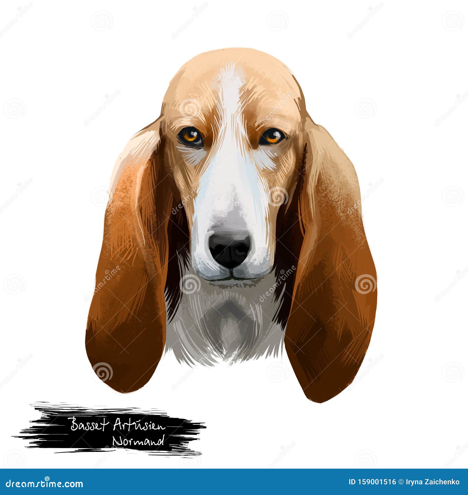 Basset Artesien Normand或norman Artesian Basset短腿犬式法国狗数字艺术插图库存例证 插画包括有 Basset Artesien Normand或norman Artesian Basset短腿犬式法国狗数字艺术插图库存例证 插画包括有
