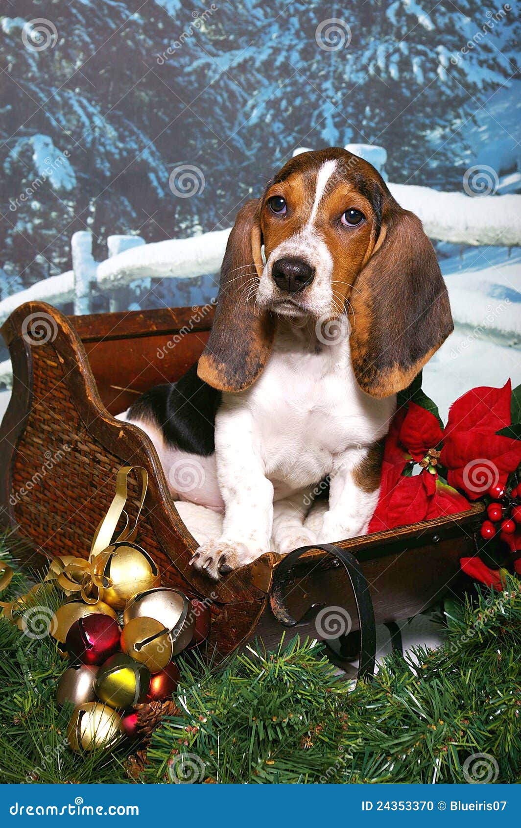Basset In A Christmas Sleigh Stock Photo Image 24353370