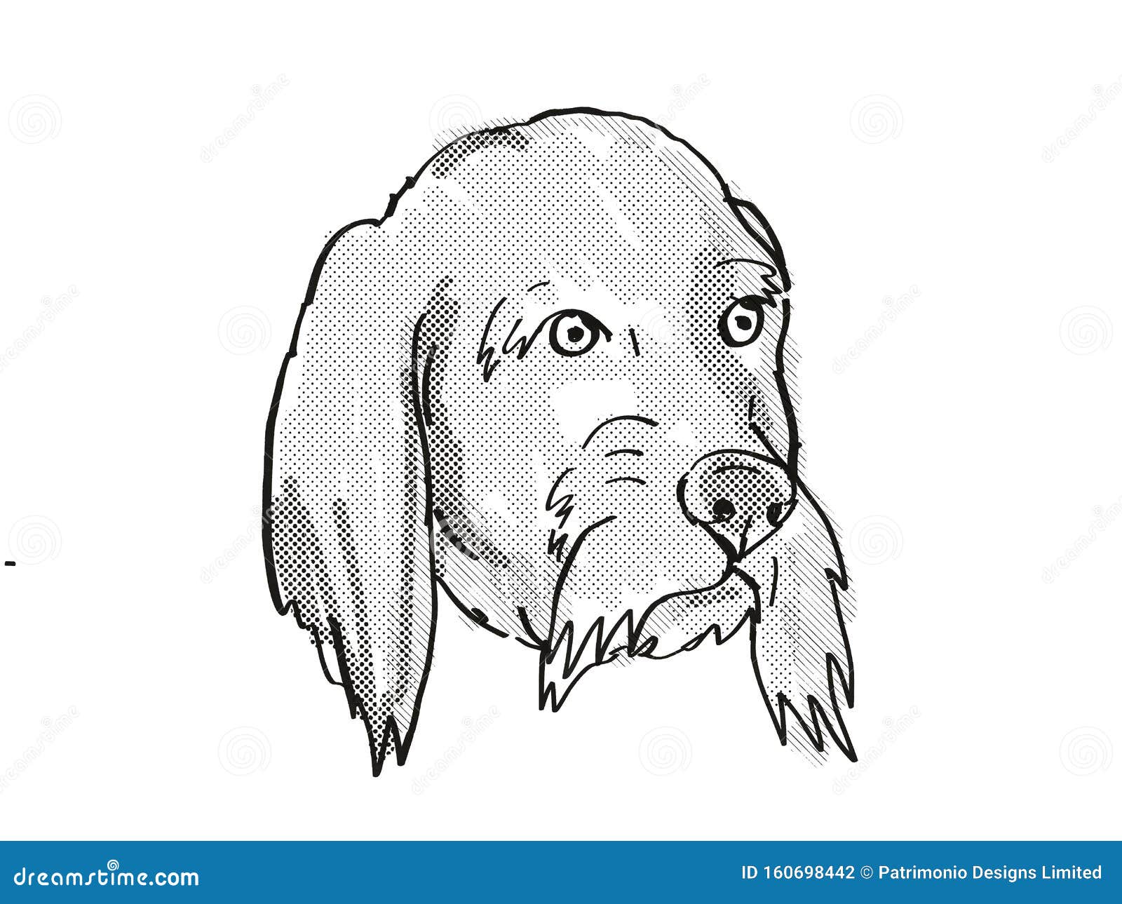 basset fauve de bretagne dog breed cartoon retro drawing