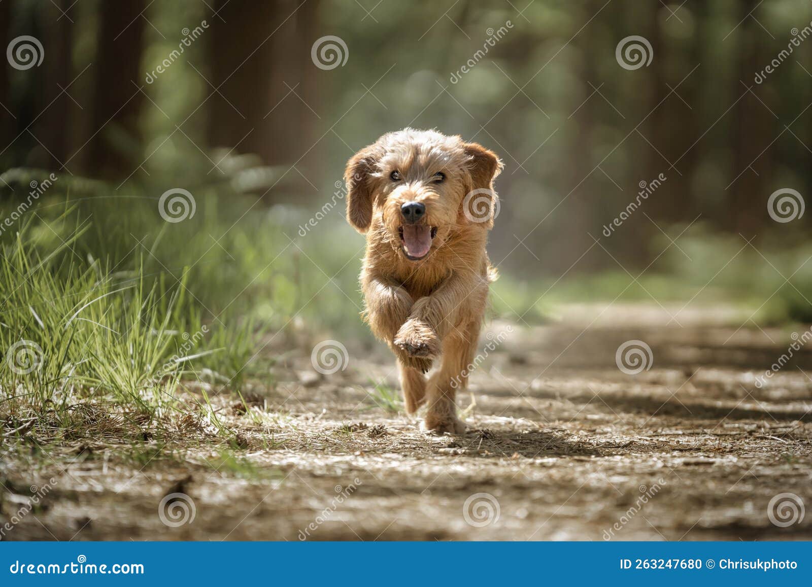 basset fauve de bretagne dog running directly at the camera