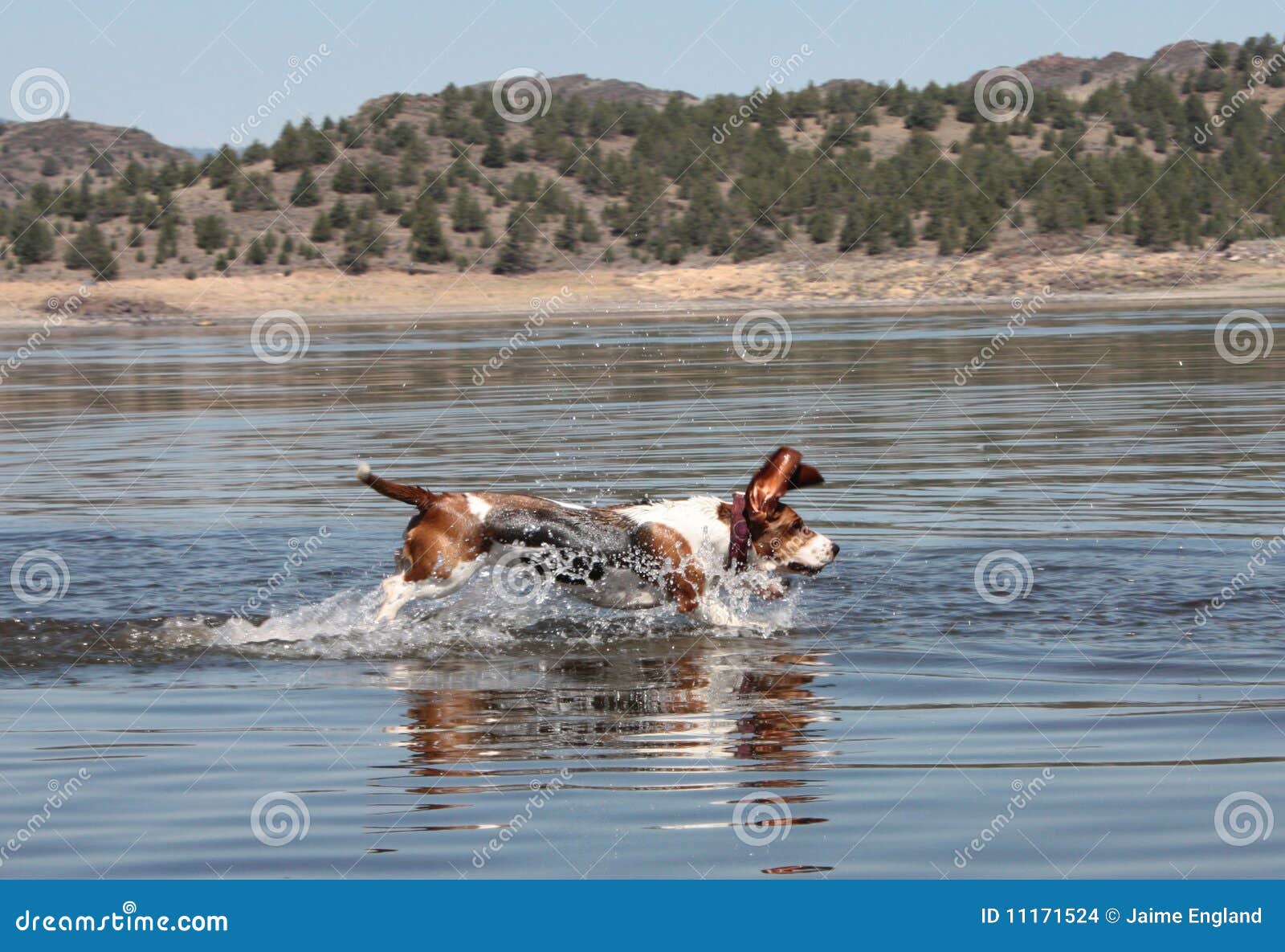 Basset hound stock photo. Image of dogs, canine, swim 11171524