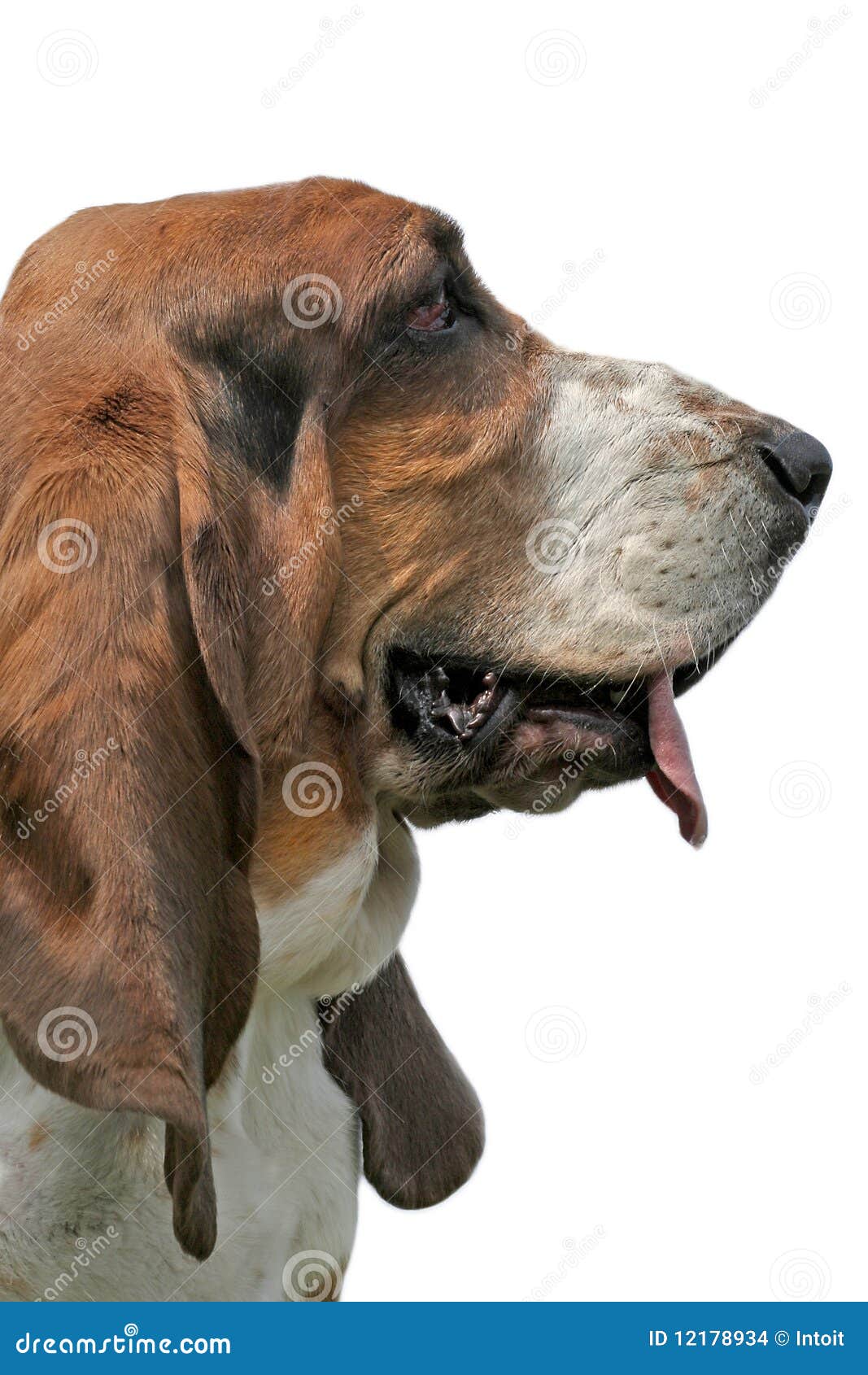 Basset Hound stock photo. Image of nose, puppy, lovable 12178934
