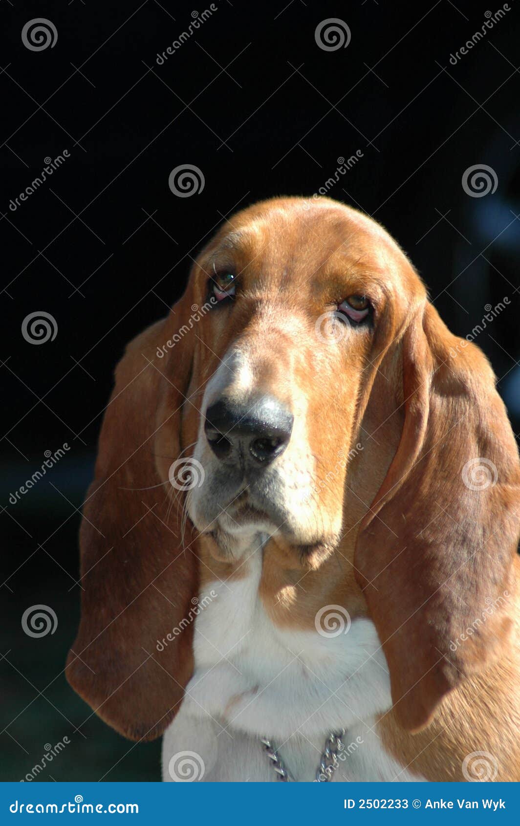 Basset hound stock image. Image of friend, bassets, face 2502233
