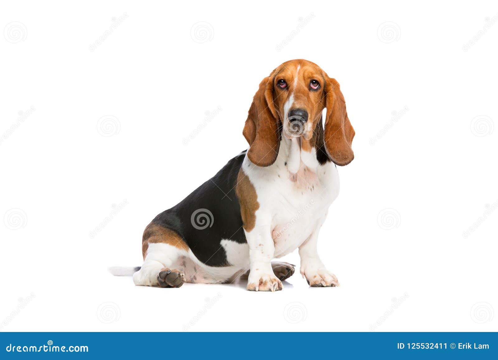 free basset hound