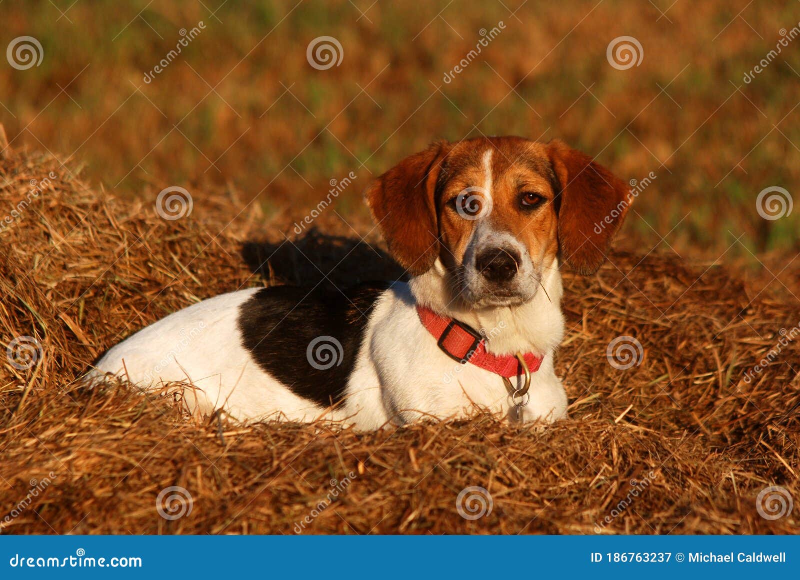 A Basset Hound Beagle Mix Poses In Straw Pile Stock Image Image Of Black Hound 186763237