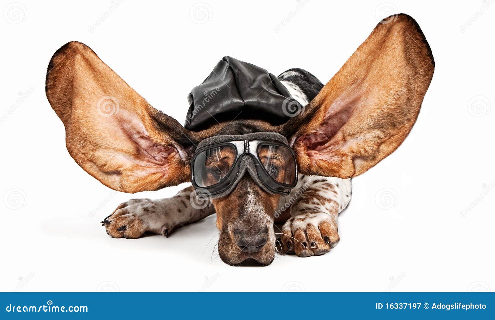 Basset Hound Dog Aviator stock image. Image of white 16337197