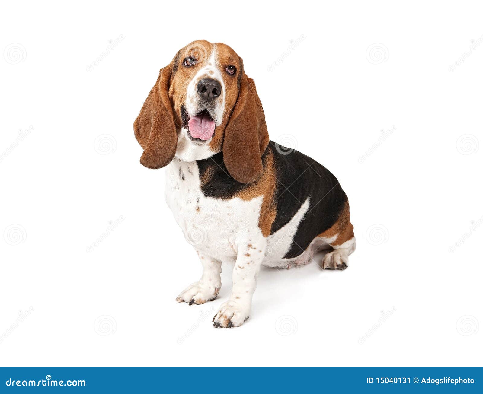 Basset Hound Dog Looking To the Side Stock Image Image of companion