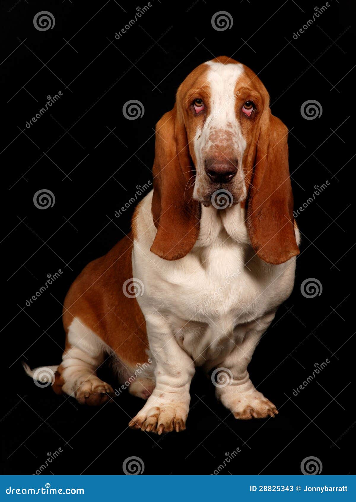 Basset Hound Dog Sitting Down Stock Image Image of basset, dogs 28825343