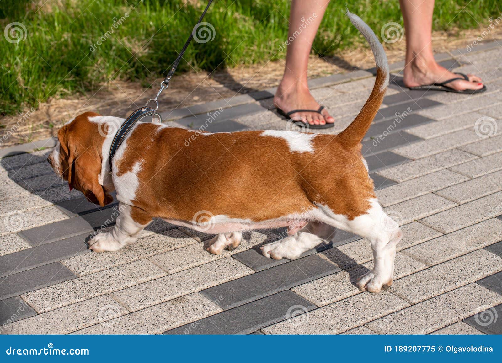 Basset Hound Dog on a Walk in the Summer Stock Image Image of legs, walk 189207775