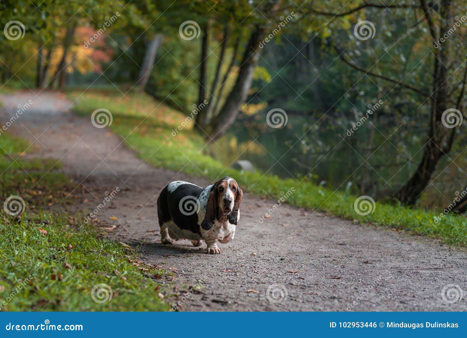 Basset Hound Dog Walks on Path. Stock Photo Image of path, hair 102953446