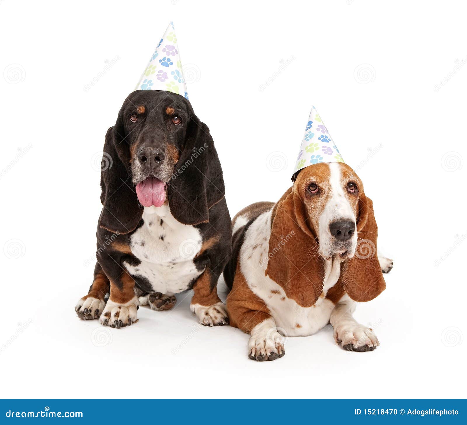 Basset Hound Dogs Wearing Birthday Hats Stock Photo - Image: 15218470