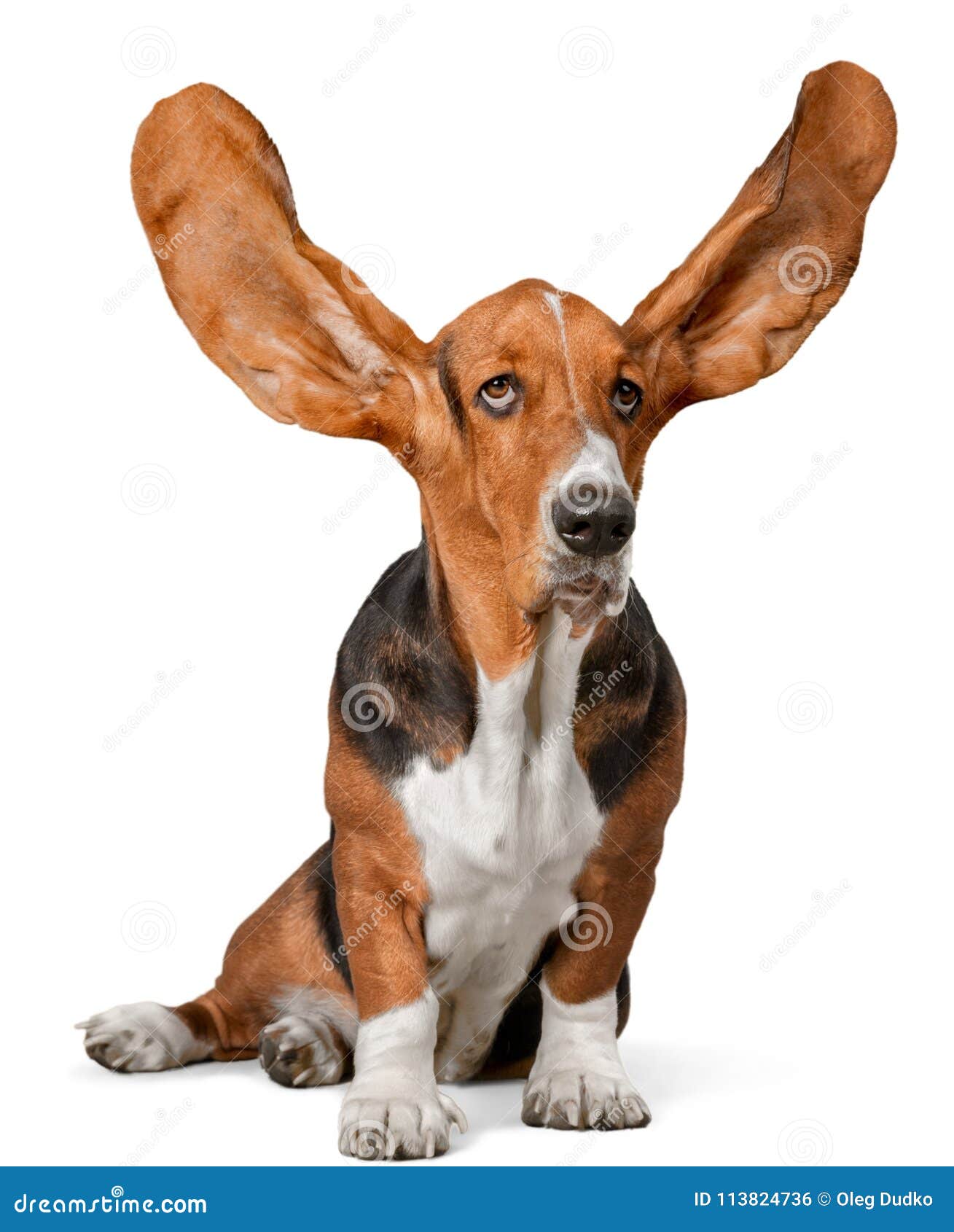 Basset Hound with Ears Up stock photo. Image of cute - 113824736