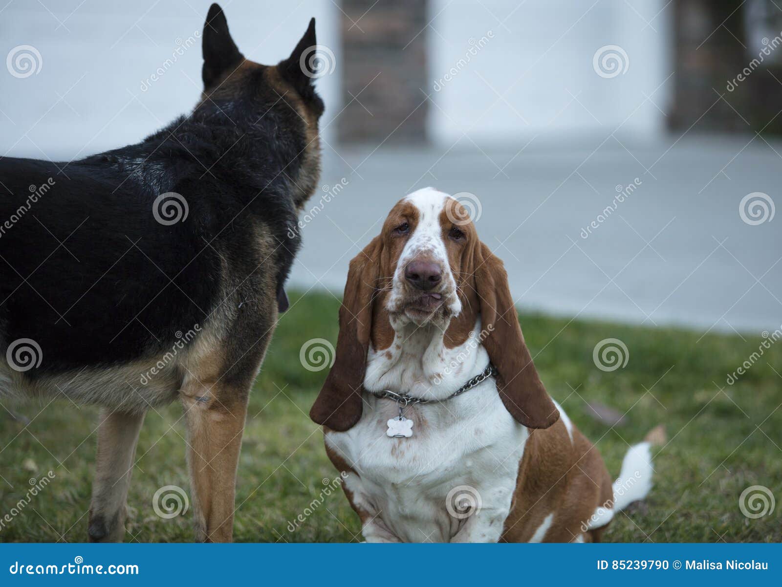 german basset hound